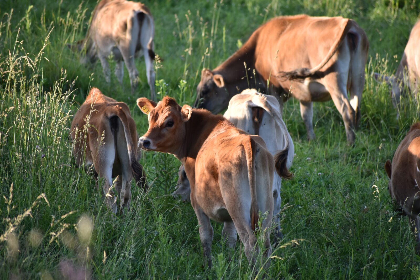 Nikon D5500 sample photo. Cows, cow, grazing photography