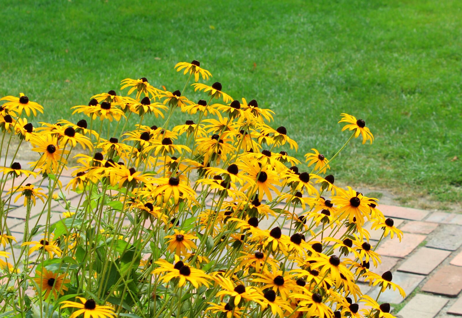 Canon EOS 1200D (EOS Rebel T5 / EOS Kiss X70 / EOS Hi) sample photo. Yellow flowers, echinacea yellow photography