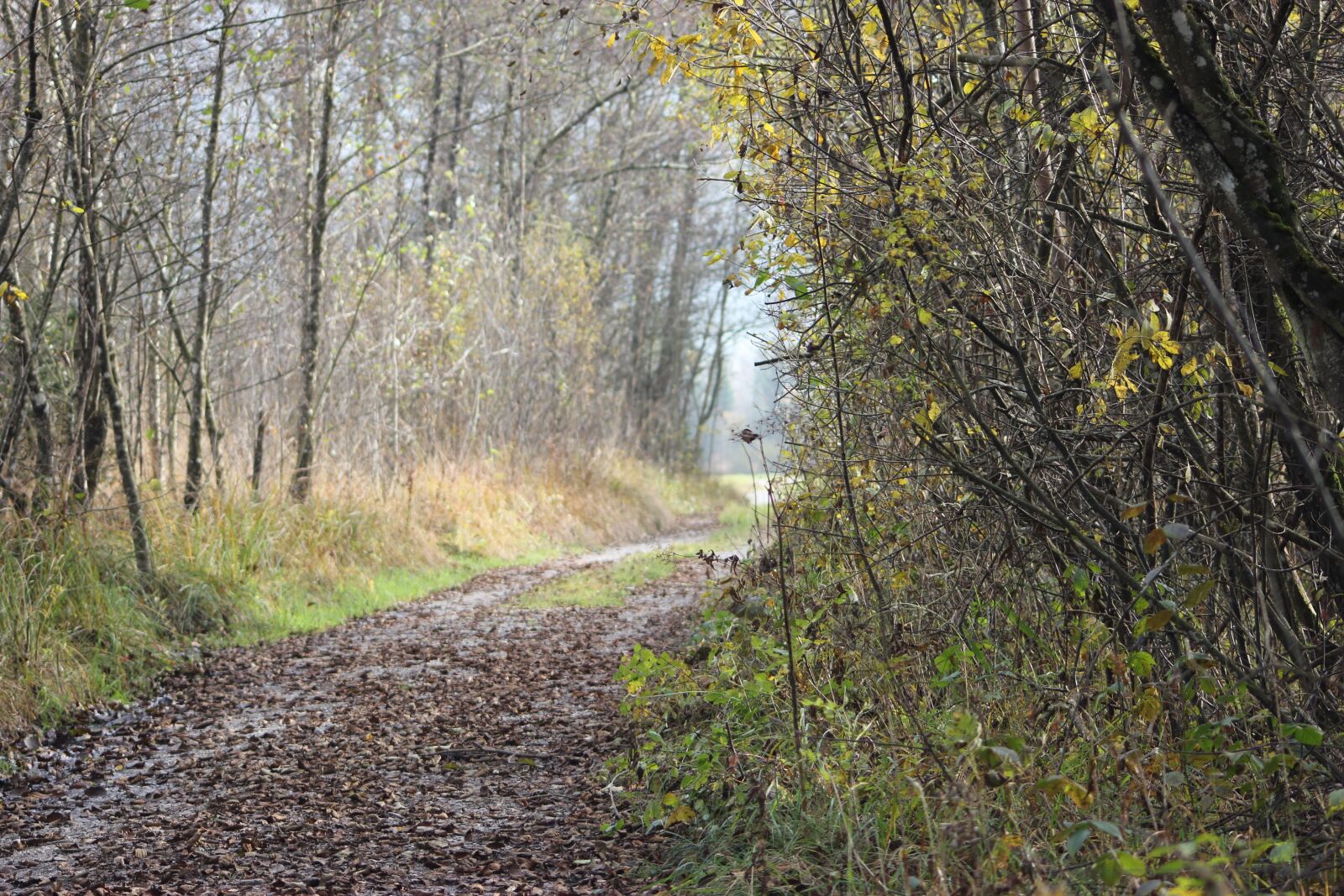 Canon EOS 550D (EOS Rebel T2i / EOS Kiss X4) sample photo. Moor, moorland, lane photography