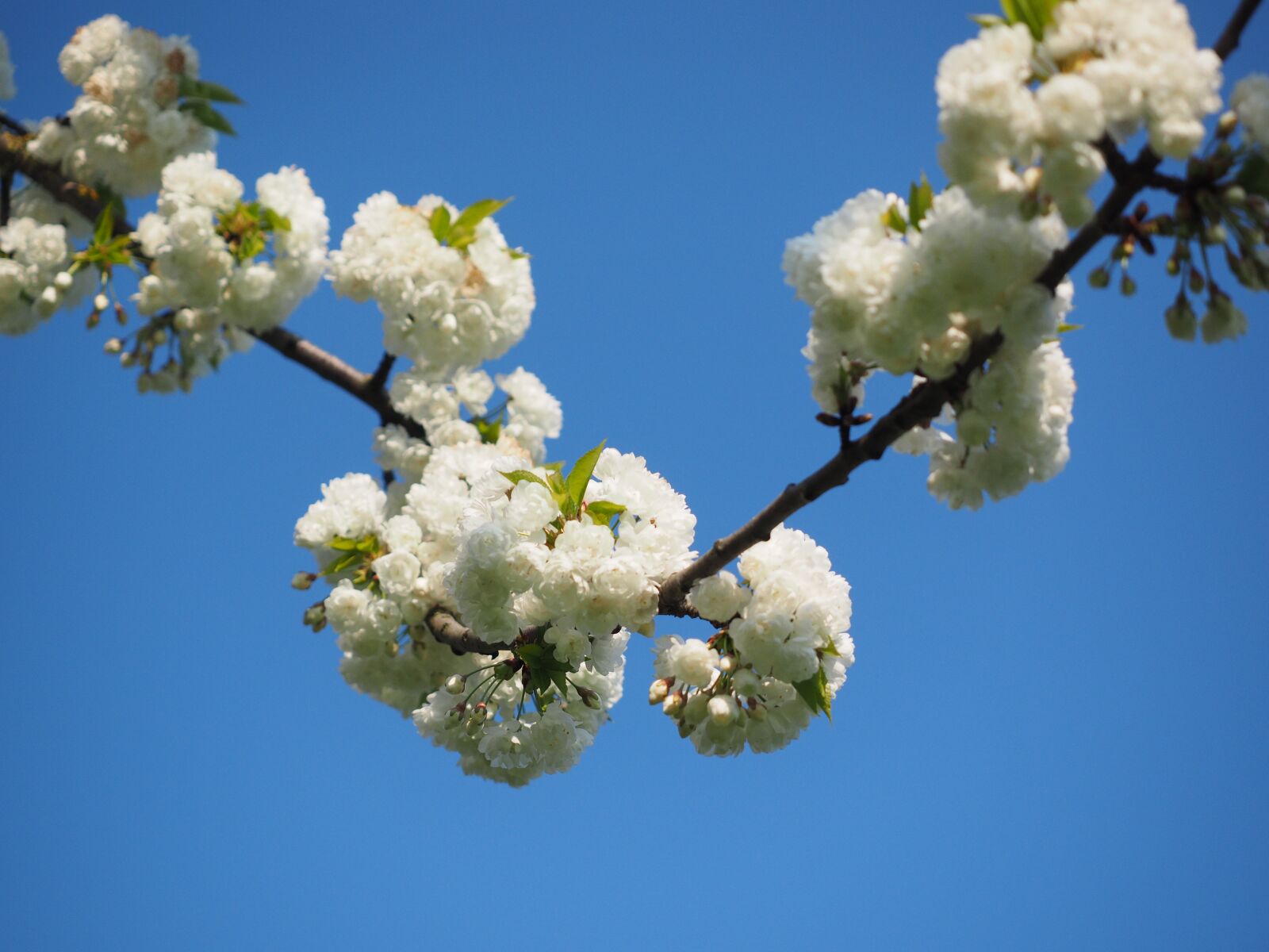 Olympus OM-D E-M1 + Olympus M.Zuiko Digital ED 12-40mm F2.8 Pro sample photo. Cherry blossom, white, cherry photography