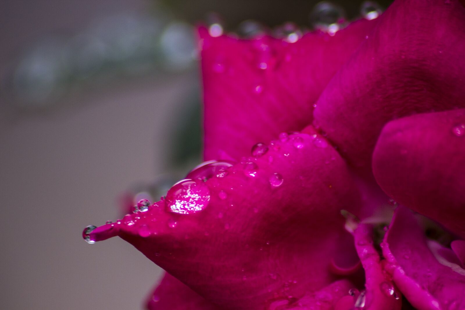Canon EOS 600D (Rebel EOS T3i / EOS Kiss X5) sample photo. Raindrops, leaf, plant photography