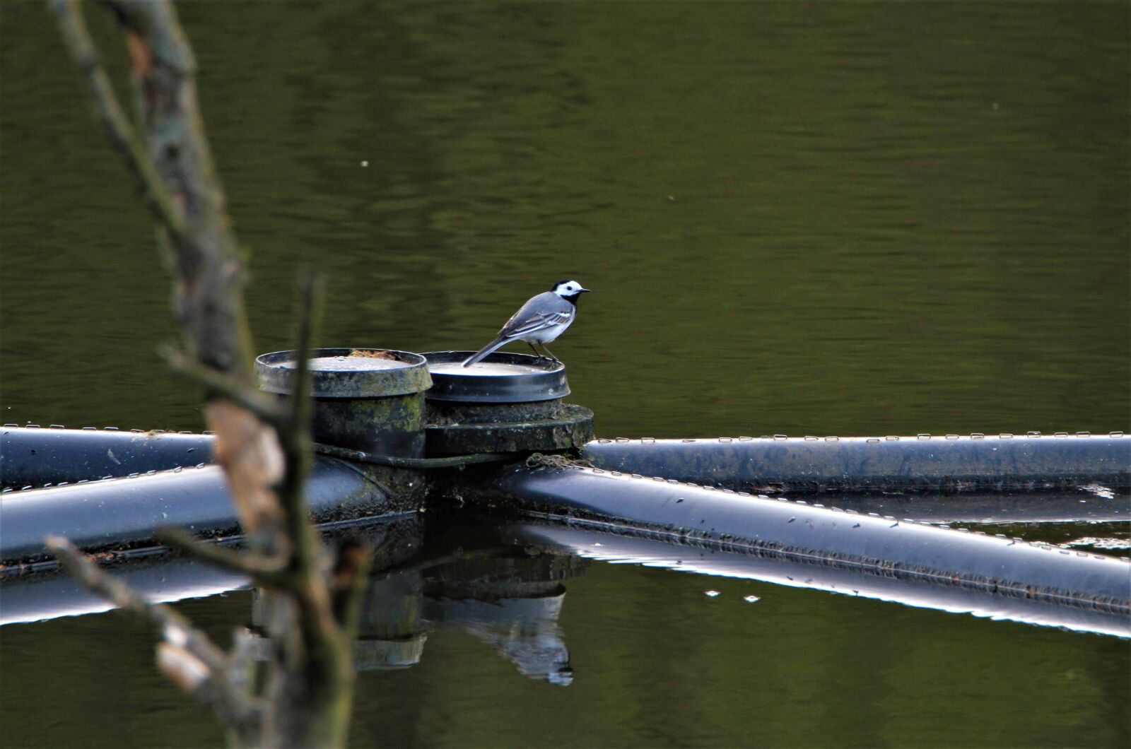 Canon EOS 7D sample photo. White wagtail, bird, water photography