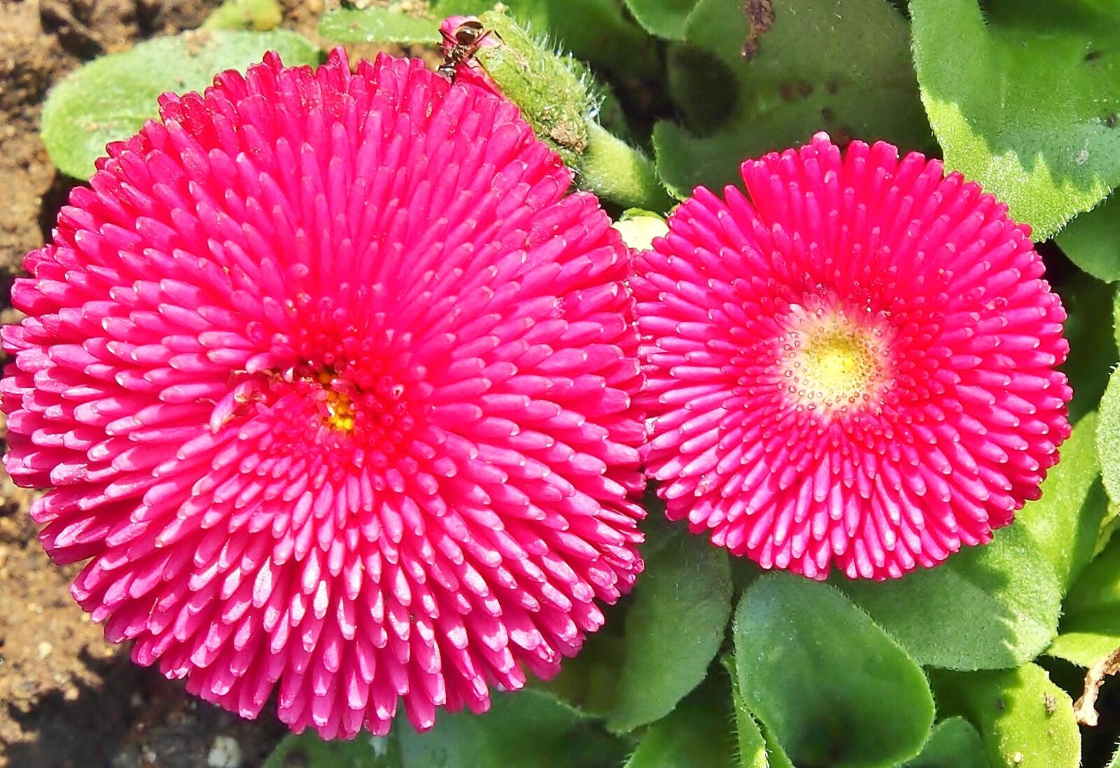 Olympus OM-D E-M5 sample photo. Flower, marie flower, bellis photography