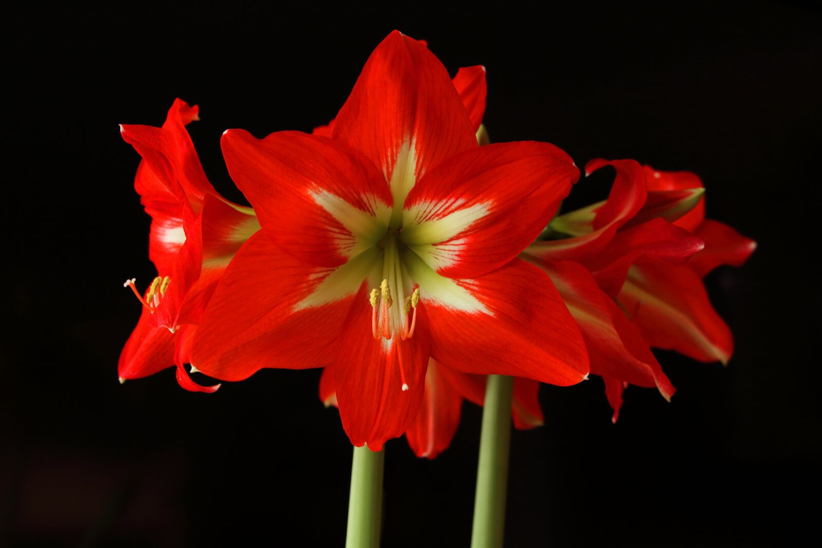 Canon EOS 700D (EOS Rebel T5i / EOS Kiss X7i) sample photo. Amaryllis, flower, blossom photography