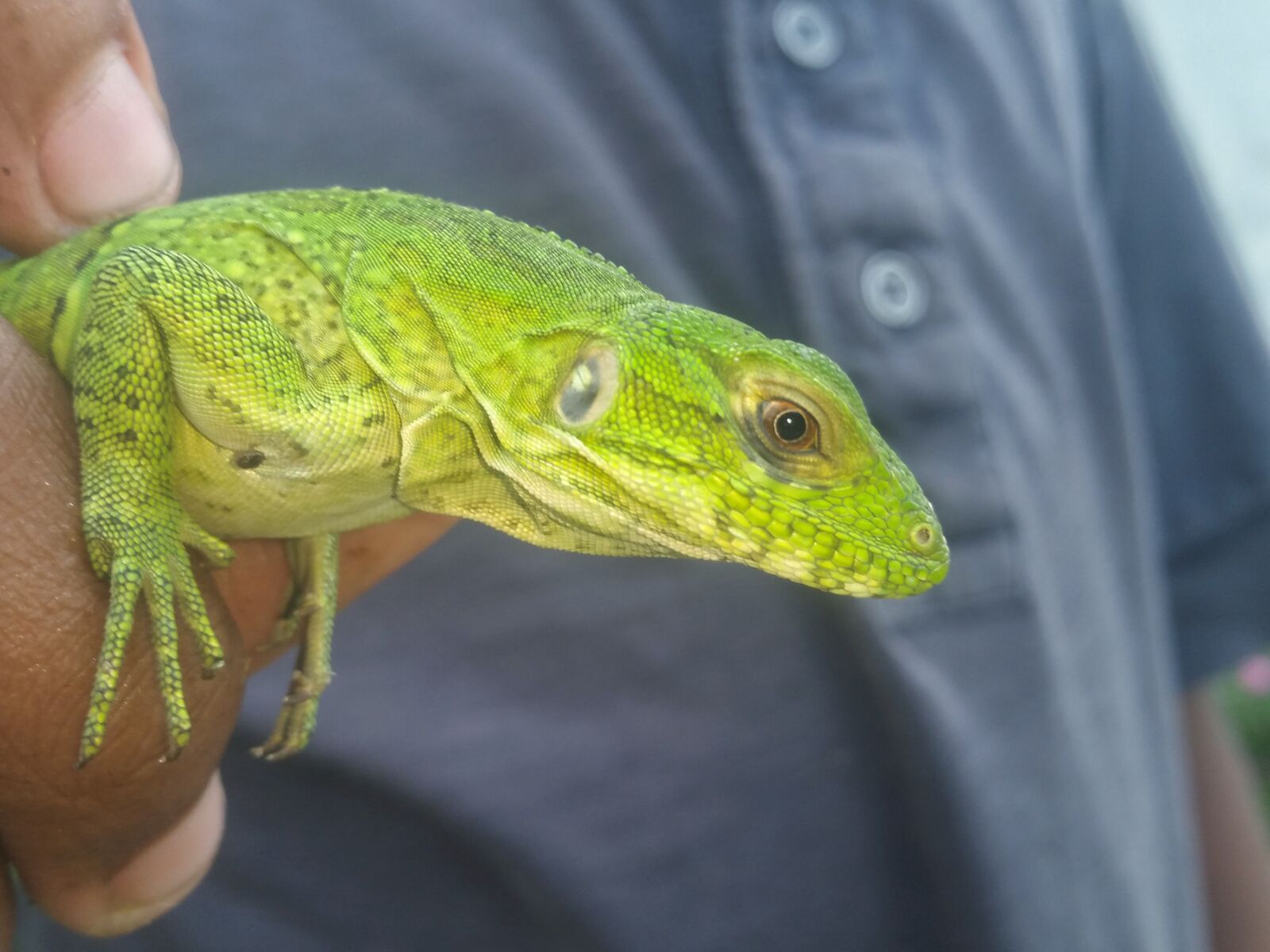 Samsung Galaxy Note4 sample photo. Reptile, lizard, nature photography