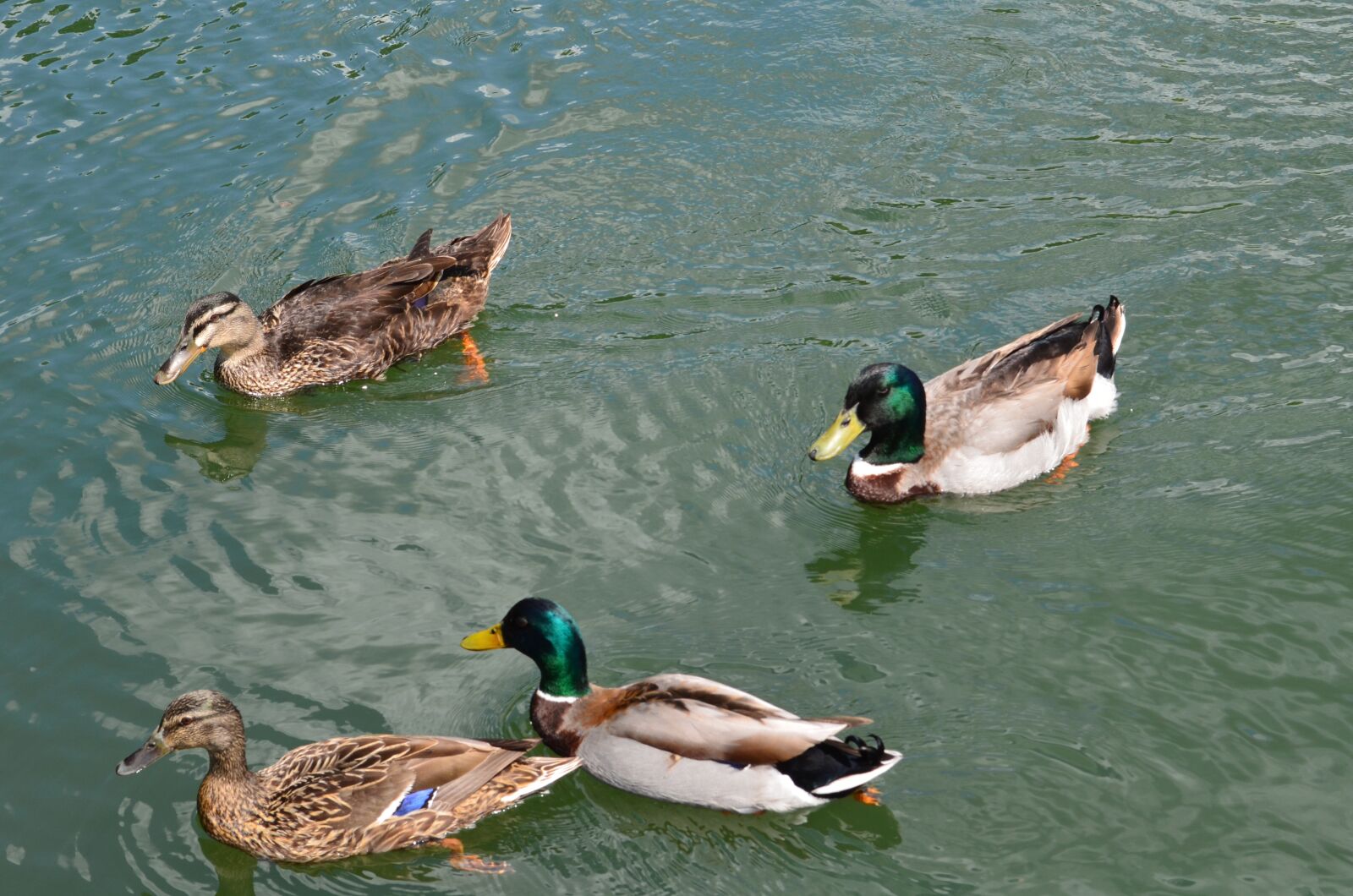 Nikon D5100 sample photo. Ducks, mallard, water photography