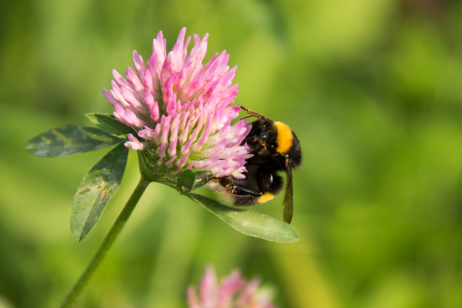 Nikon D3300 sample photo. Nature, insect, bee photography