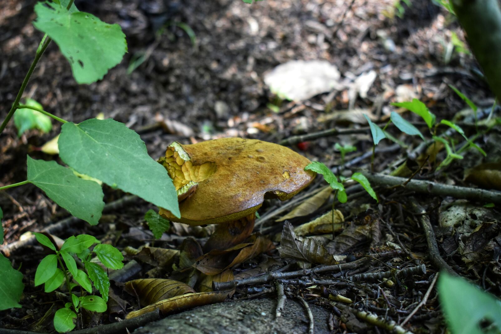 Nikon D3500 sample photo. Mushrooms, forest, plants photography