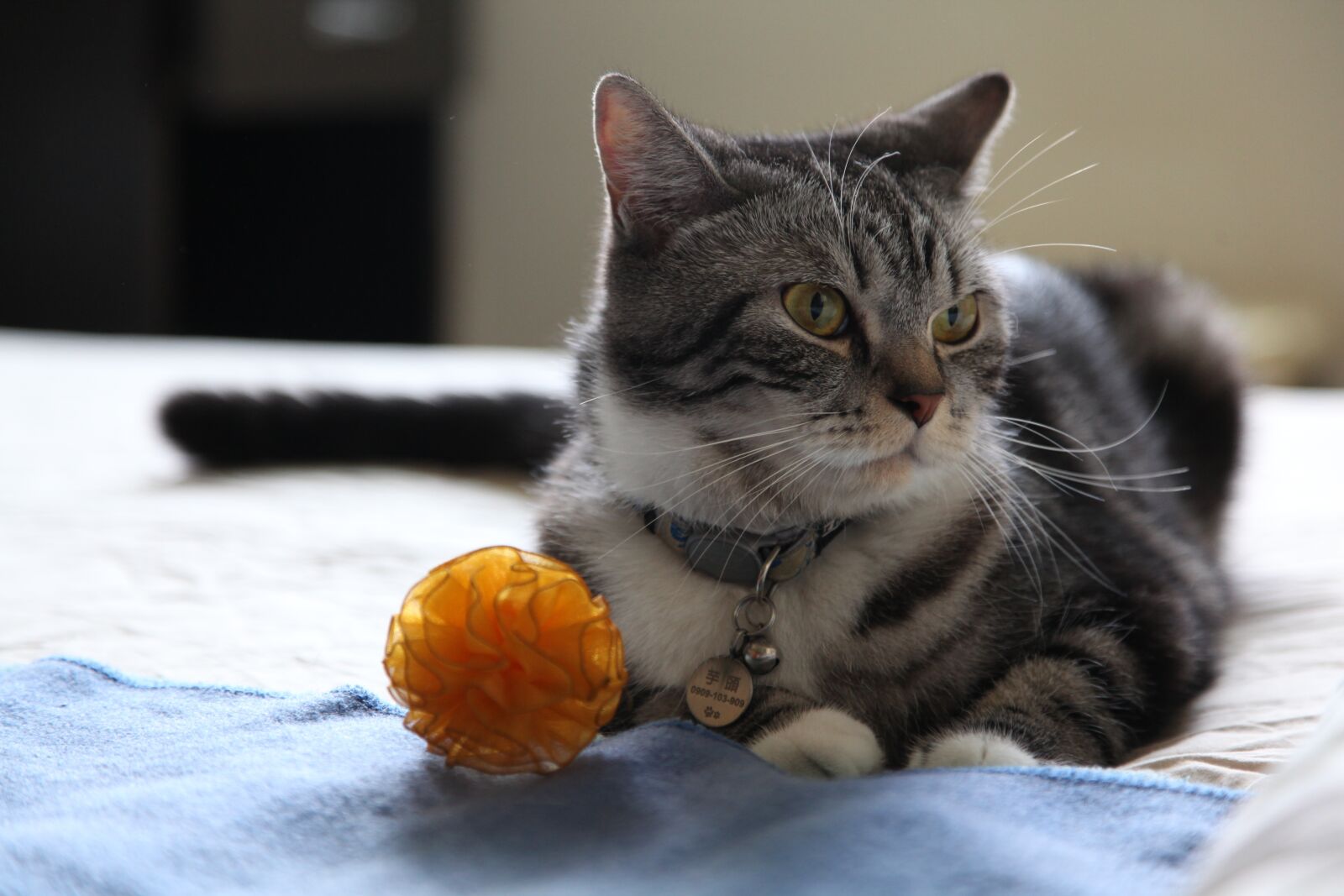 Canon EOS 5D Mark II sample photo. Kitten, toy, cat photography