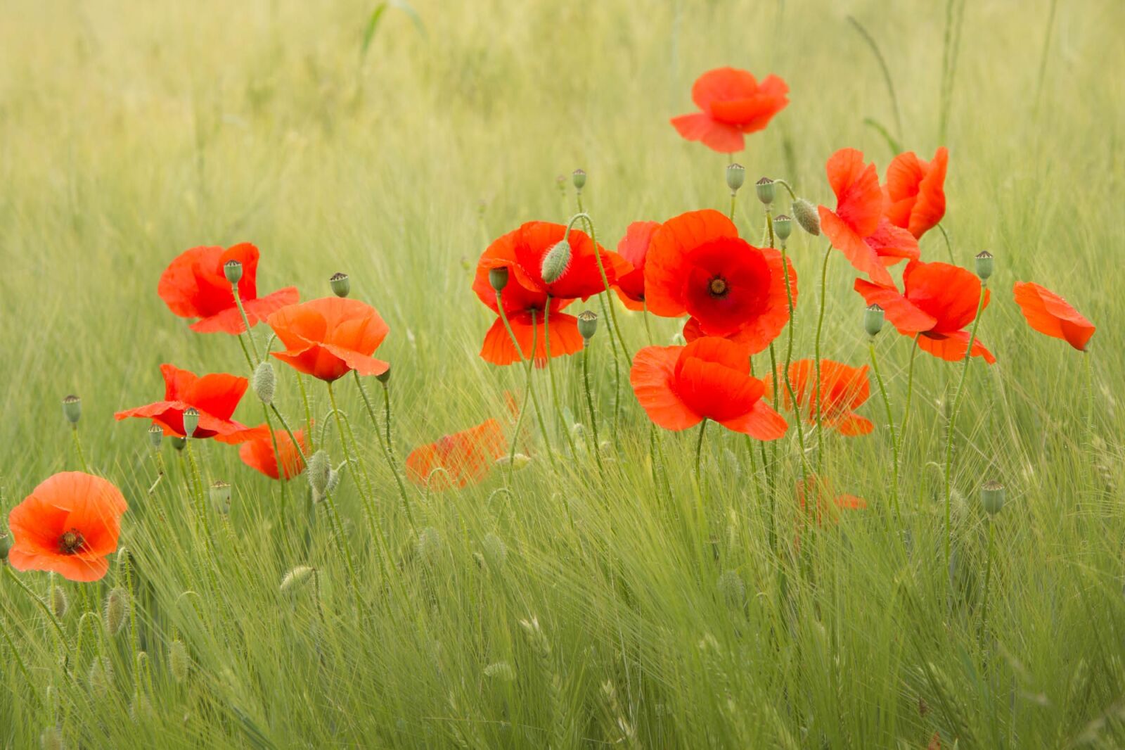 Nikon D7200 sample photo. Poppies, flower, red photography