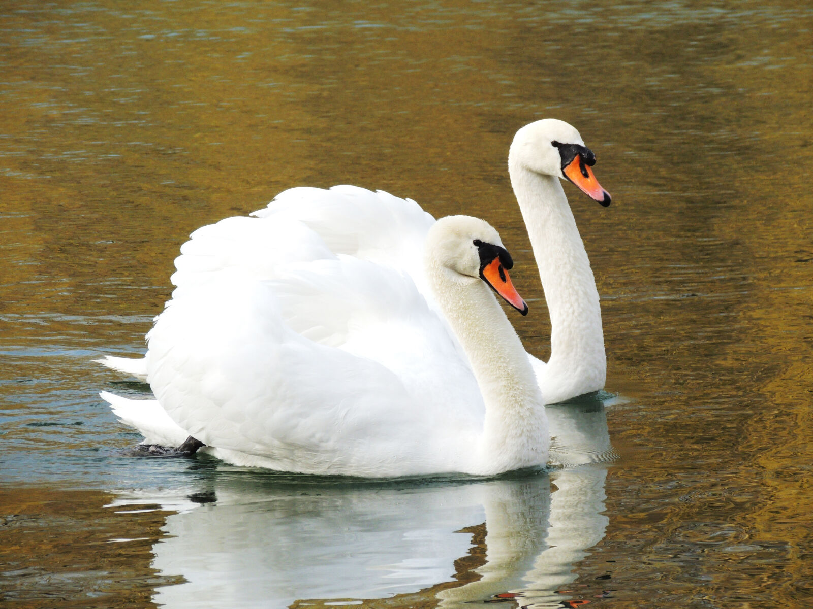 Nikon Coolpix P510 sample photo. Animal, photography, birds, birds photography