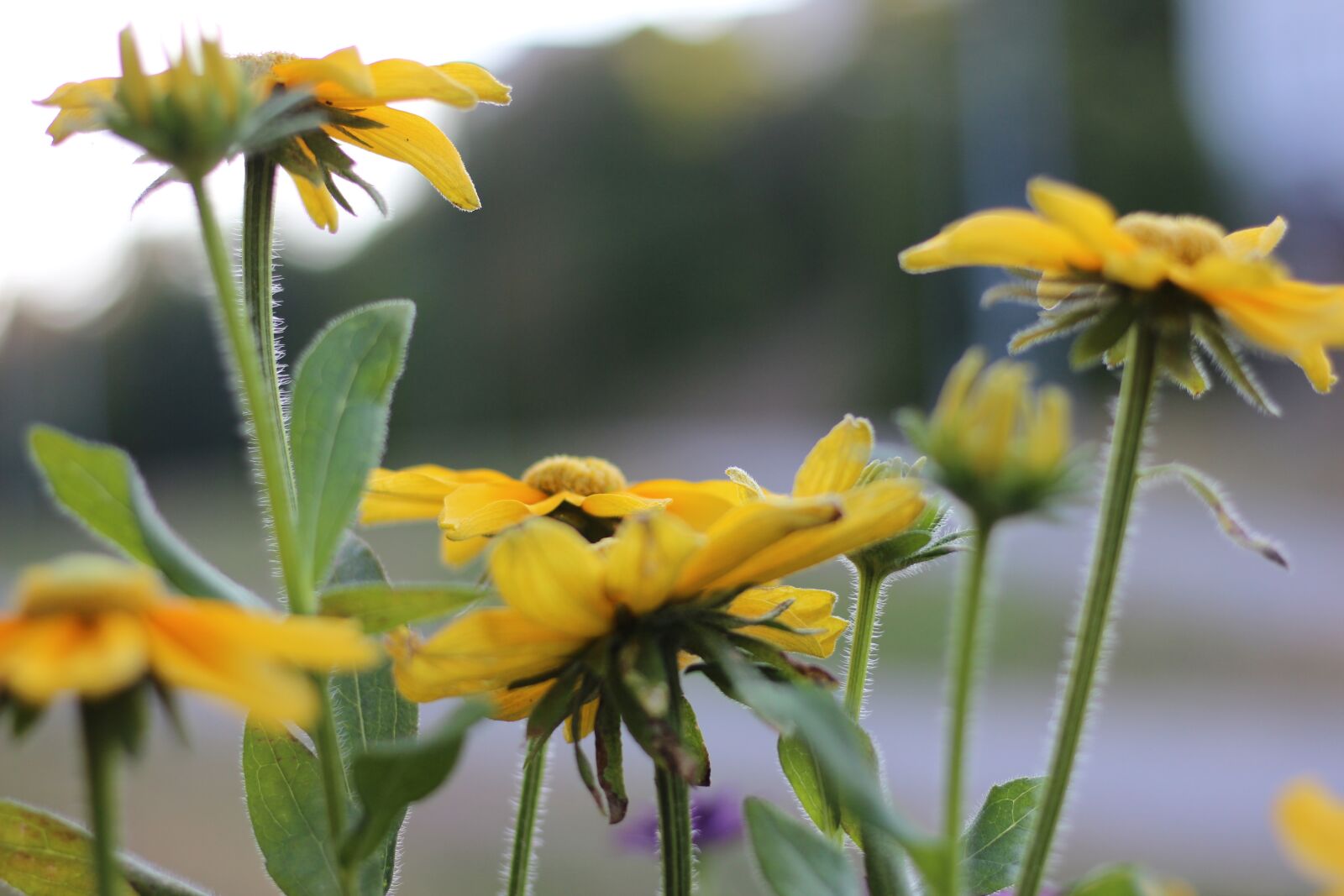 Canon EOS 600D (Rebel EOS T3i / EOS Kiss X5) + Canon EF 50mm F1.8 STM sample photo. Grass flower, natural, forest photography