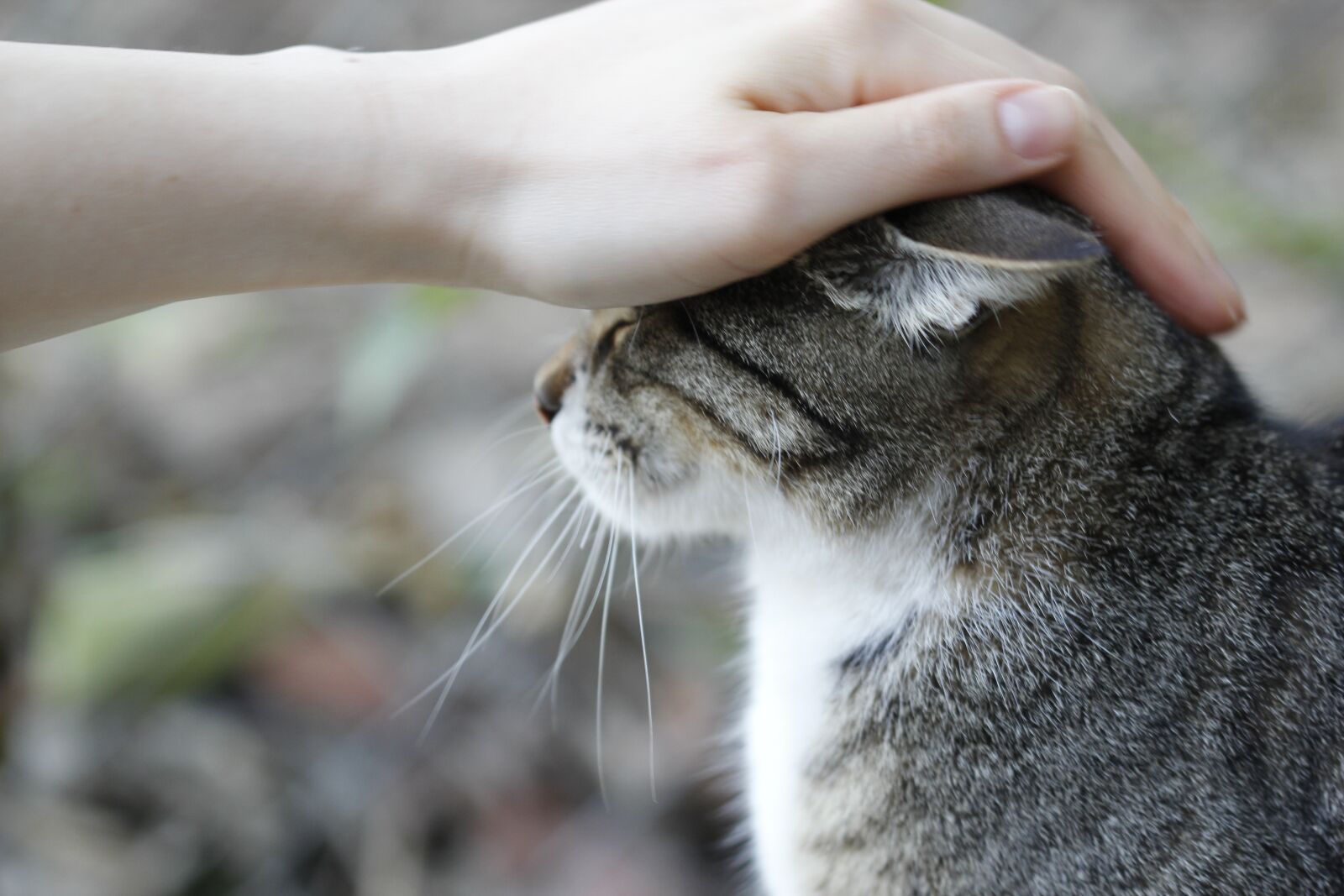 Canon EOS 550D (EOS Rebel T2i / EOS Kiss X4) sample photo. Cat, animal, animal portrait photography