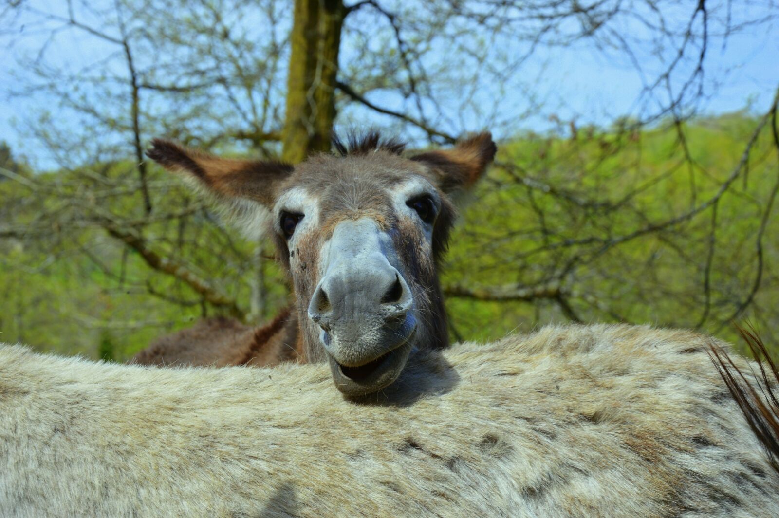 Nikon D3200 sample photo. Donkey, ass of the photography