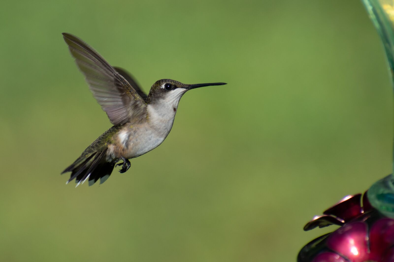Nikon D3400 sample photo. Bird, nature, hummingbird photography