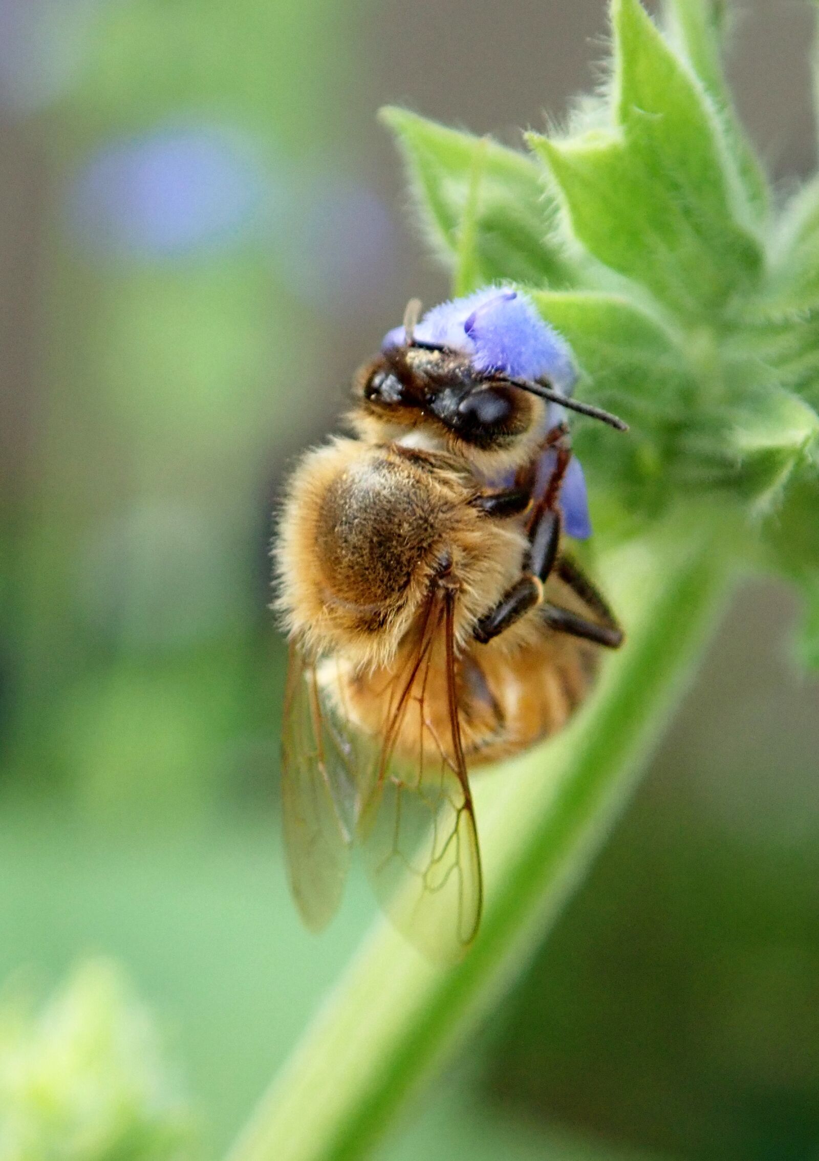 Olympus TG-5 sample photo. Bee, insect, flower photography