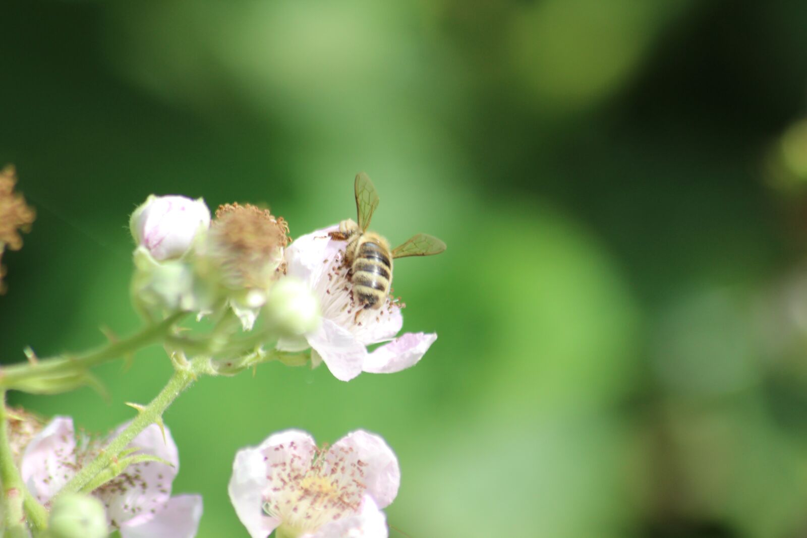 Canon EOS 600D (Rebel EOS T3i / EOS Kiss X5) sample photo. Blackberry, blossom, bloom photography