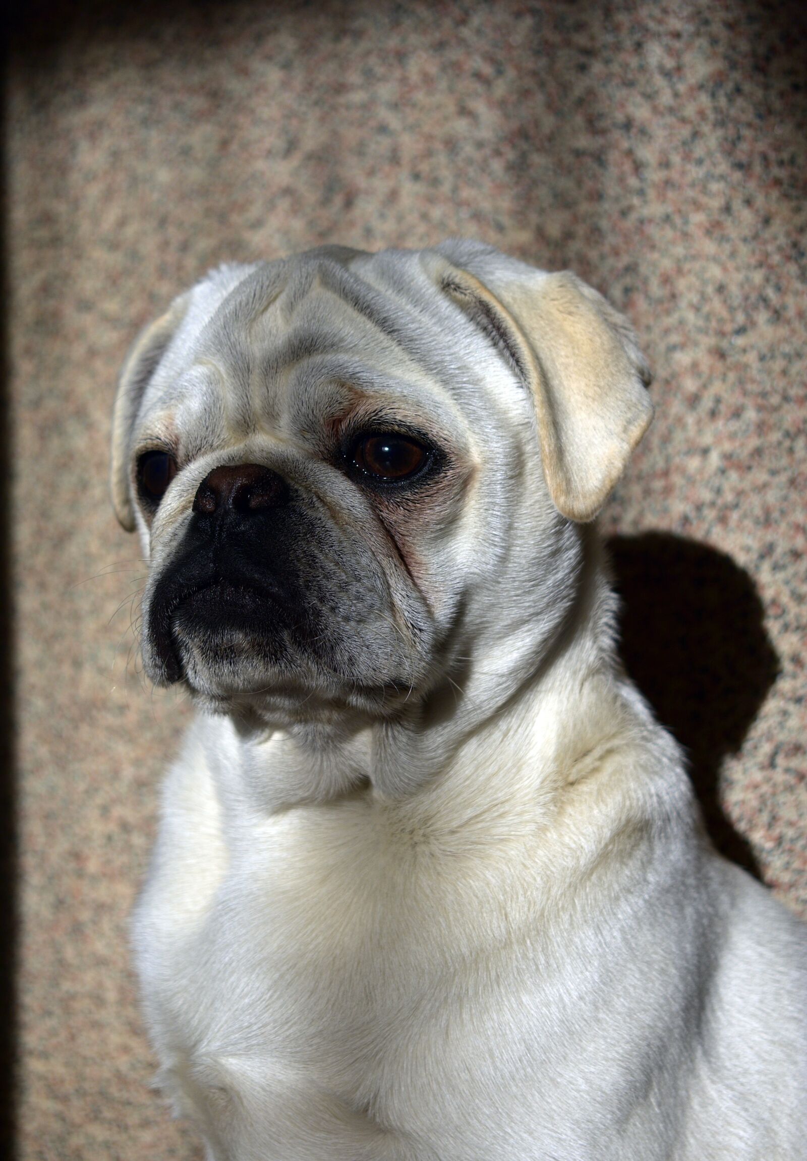Nikon D3400 sample photo. Dog, doggy, puppy photography