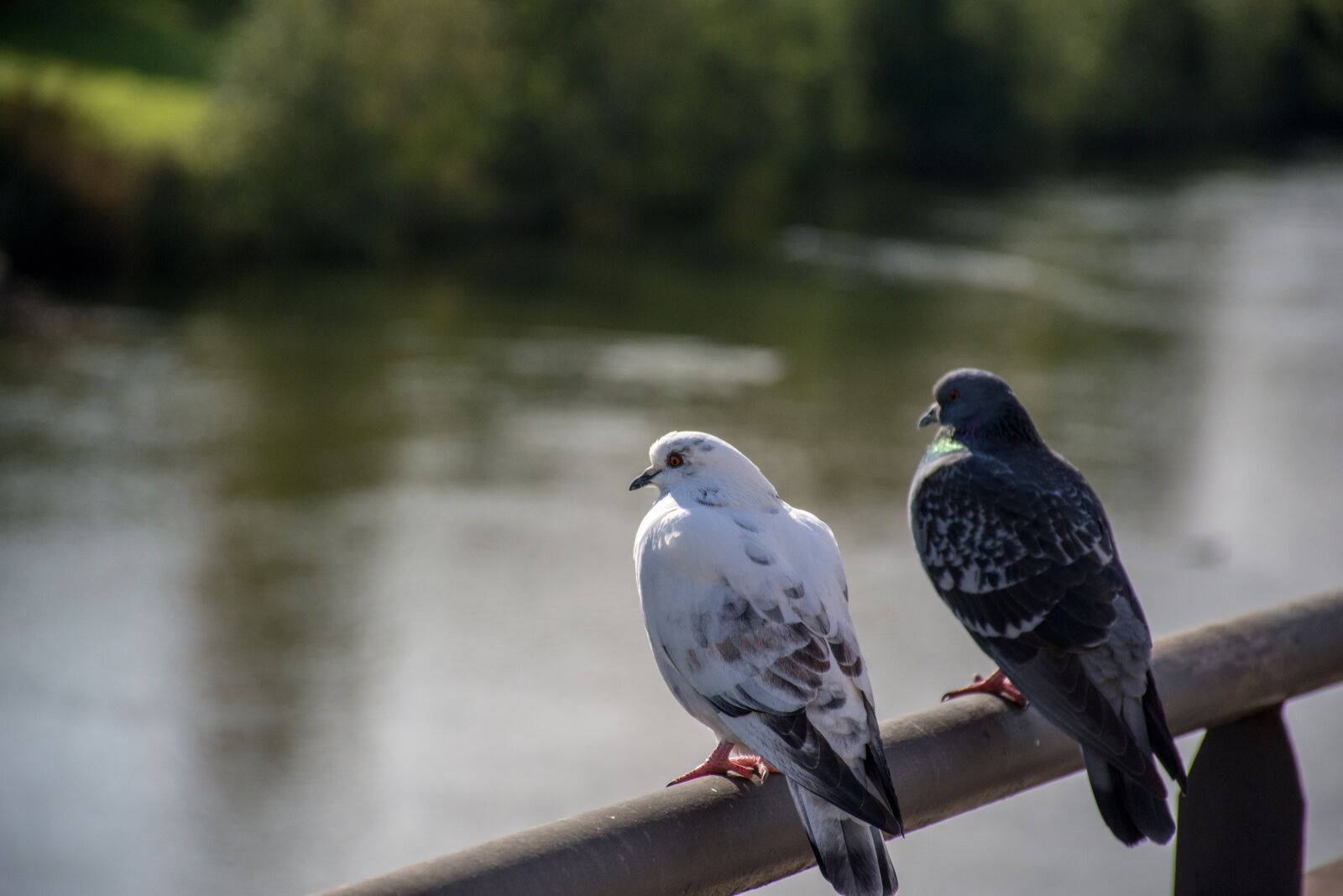Nikon D7200 sample photo. Pigeons, birds, animals photography