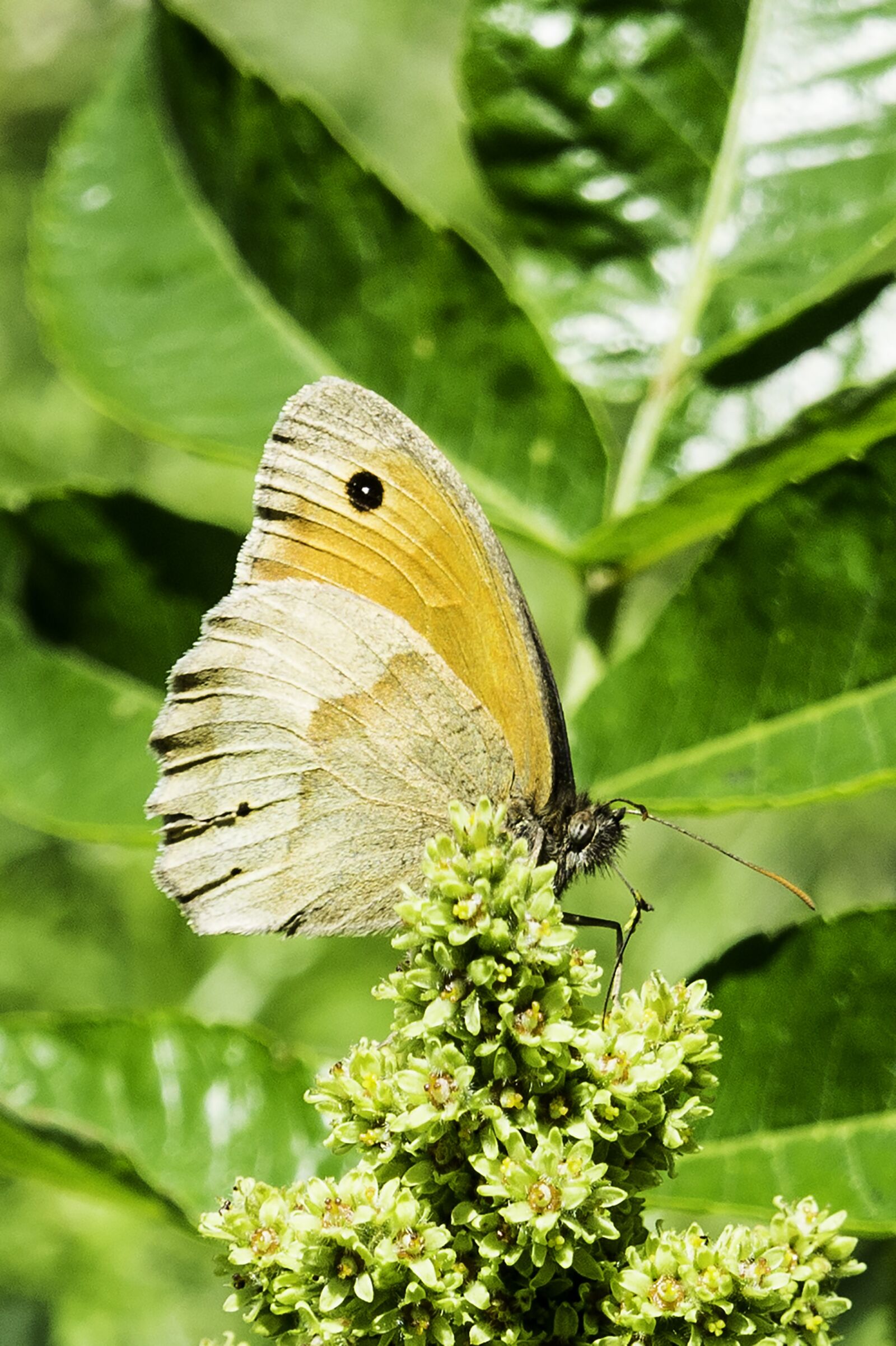 Sony Alpha NEX-3 + Sony E 18-55mm F3.5-5.6 OSS sample photo. Butterfly, garden, nature photography