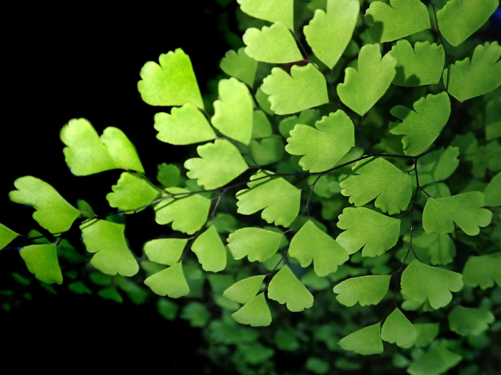 Olympus TG-5 sample photo. Fern, maiden hair fern photography