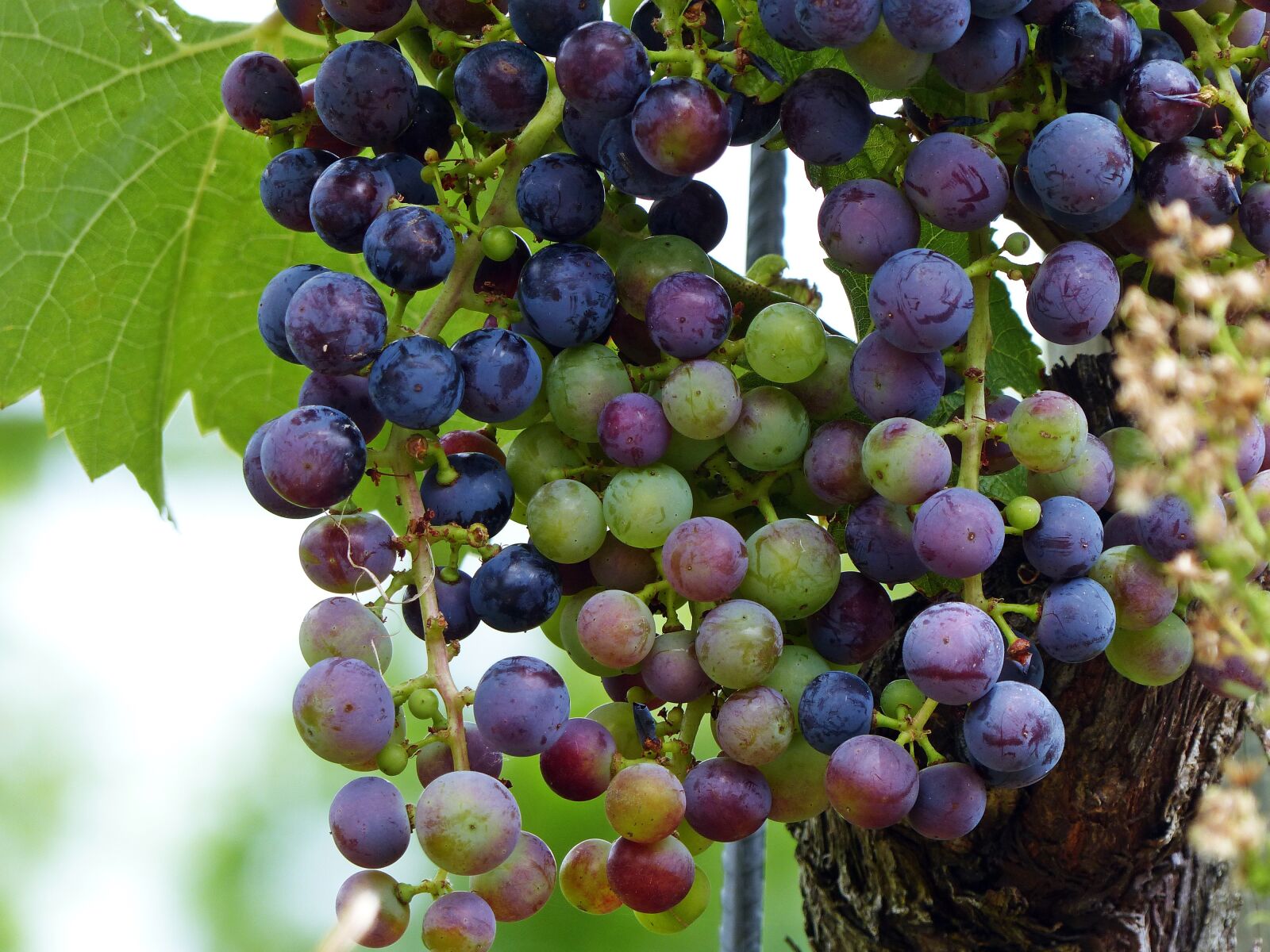Panasonic Lumix DMC-FZ200 sample photo. Wine, grapes, grapevine photography