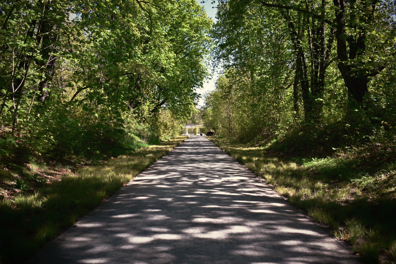 Nikon D5600 sample photo. Forest, green, spring photography