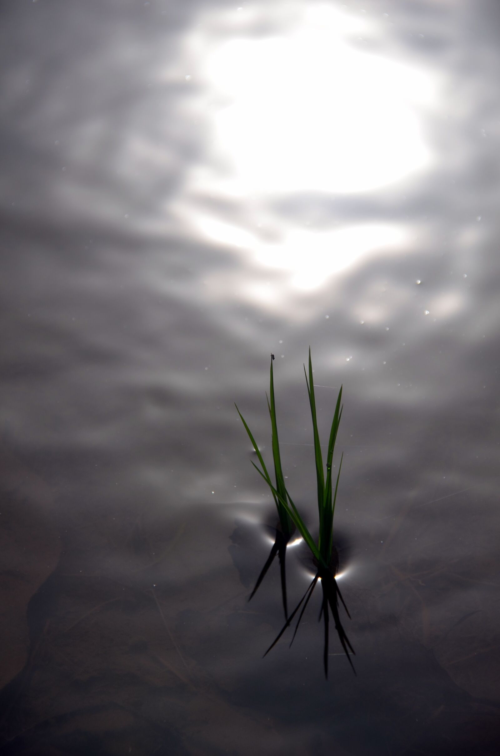 Nikon D7000 sample photo. Rice, rice field, reflections photography