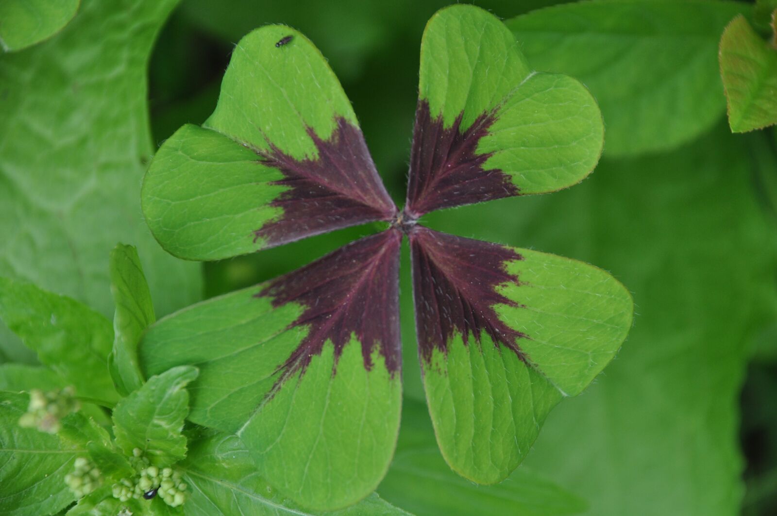 Nikon D90 sample photo. Clover, four-leaf clover, chance photography