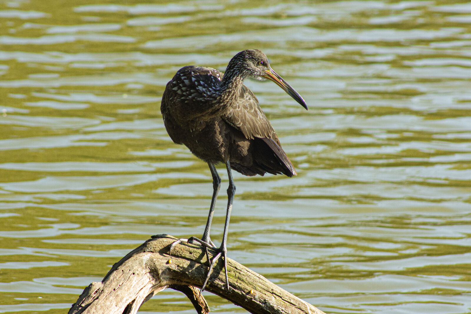 Canon EF 75-300mm f/4-5.6 sample photo