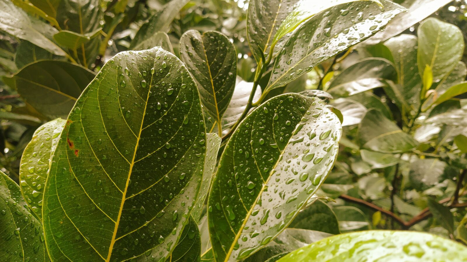 Xiaomi Mi A3 sample photo. Forest, wet, rainy photography