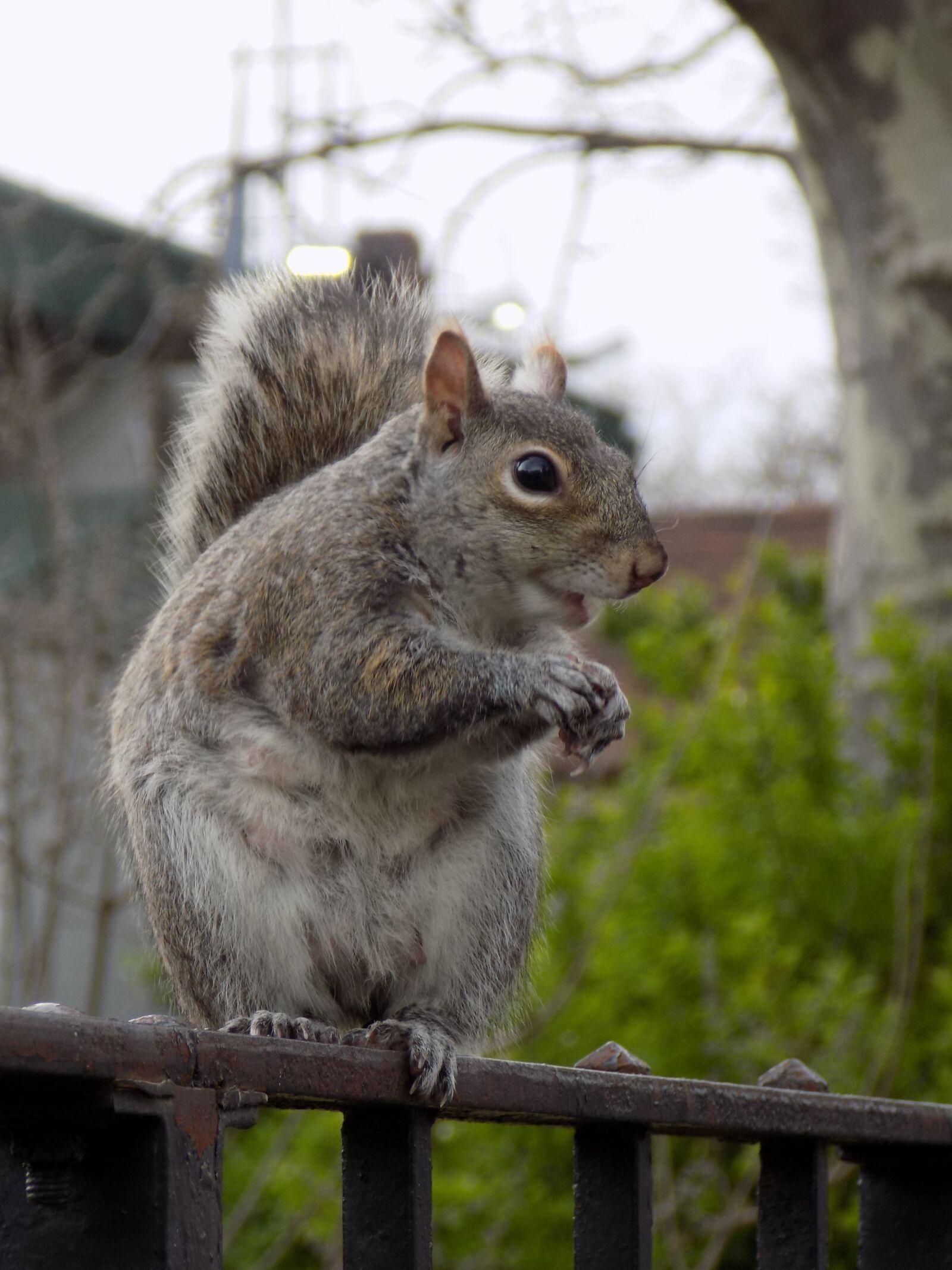 Nikon COOLPIX L340 sample photo. Animal, gnaw, rodents photography