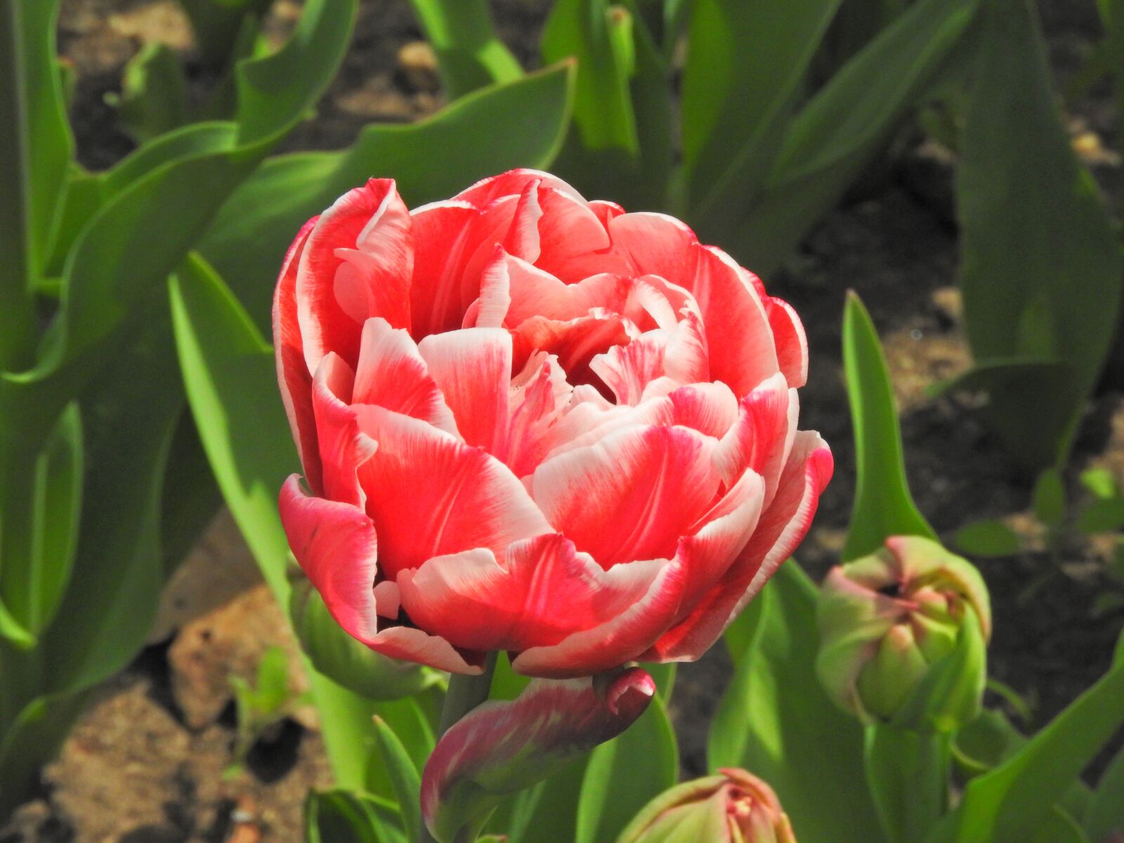 Nikon Coolpix P610 sample photo. Nature, tabby, dwarf tulip photography