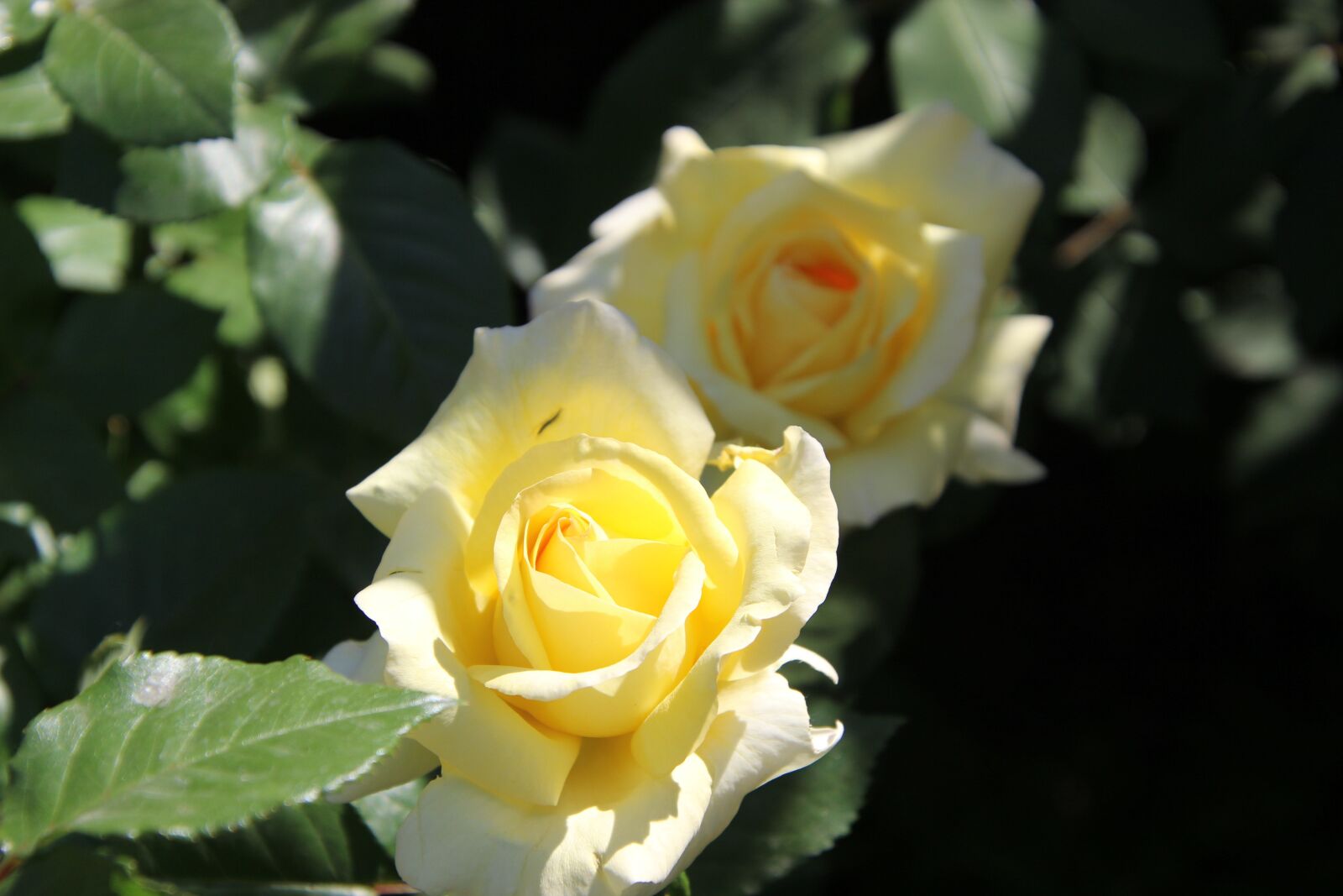 Canon EOS 600D (Rebel EOS T3i / EOS Kiss X5) sample photo. Roses, yellow roses, yellow photography