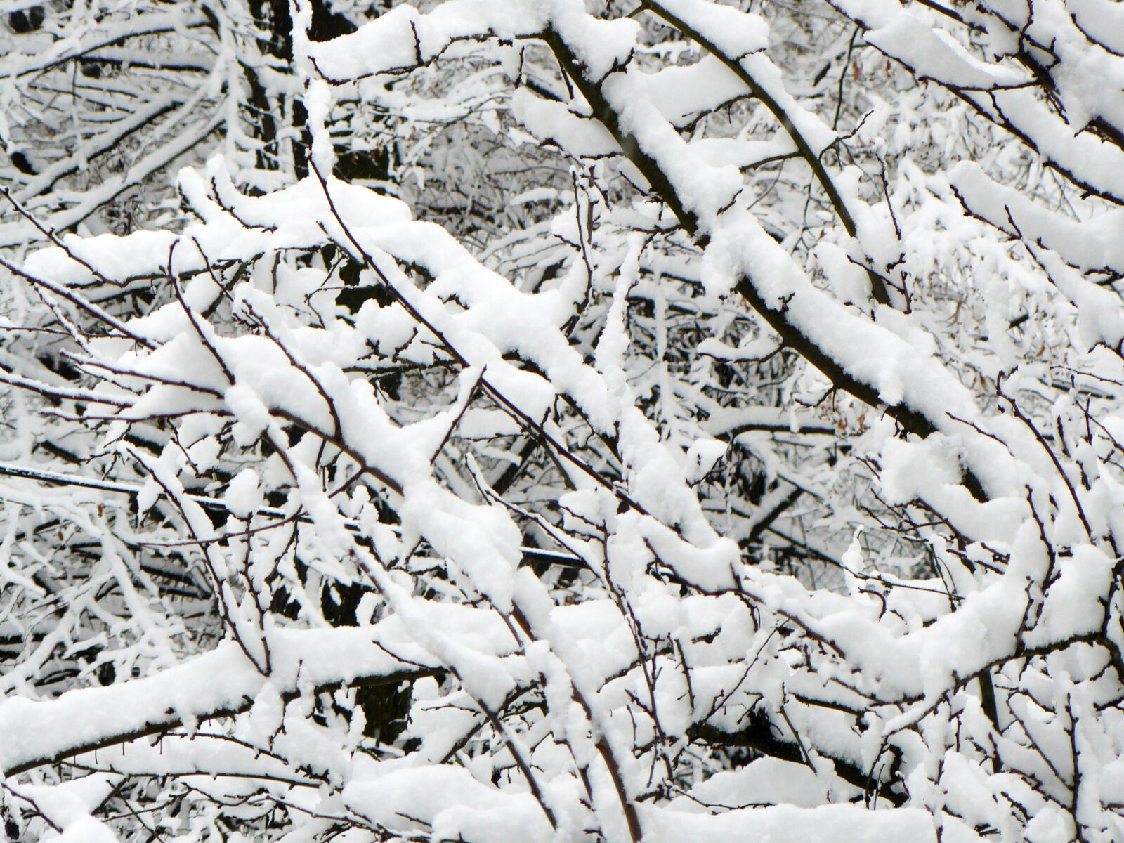 Panasonic DMC-FZ8 sample photo. Snow, trees, winter photography