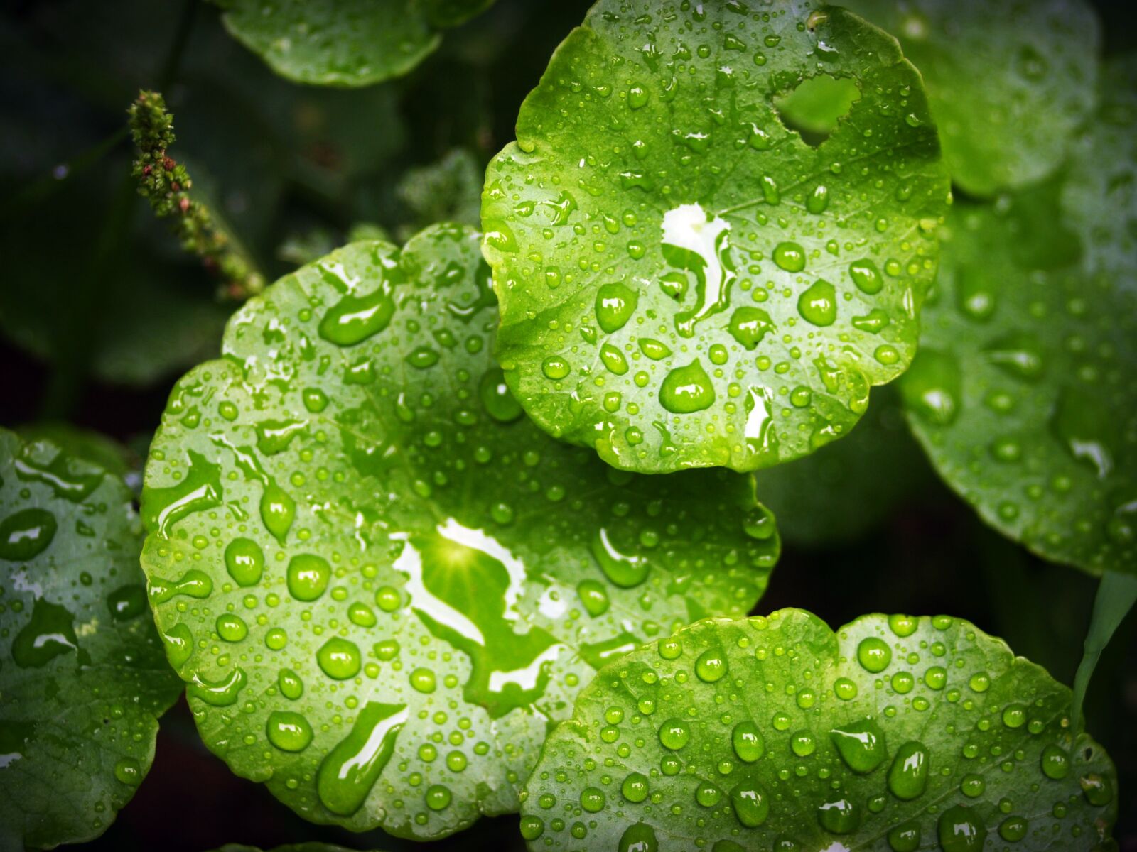 Olympus E-300 (EVOLT E-300) sample photo. Leaf, water, green photography