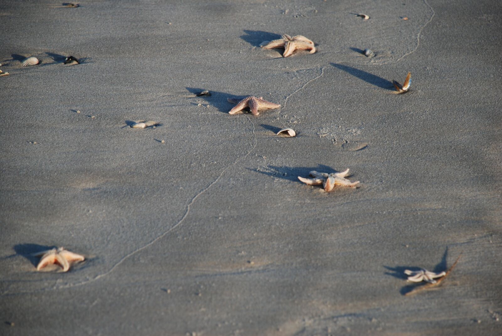 Nikon D80 sample photo. Starfish, sea, vacations photography