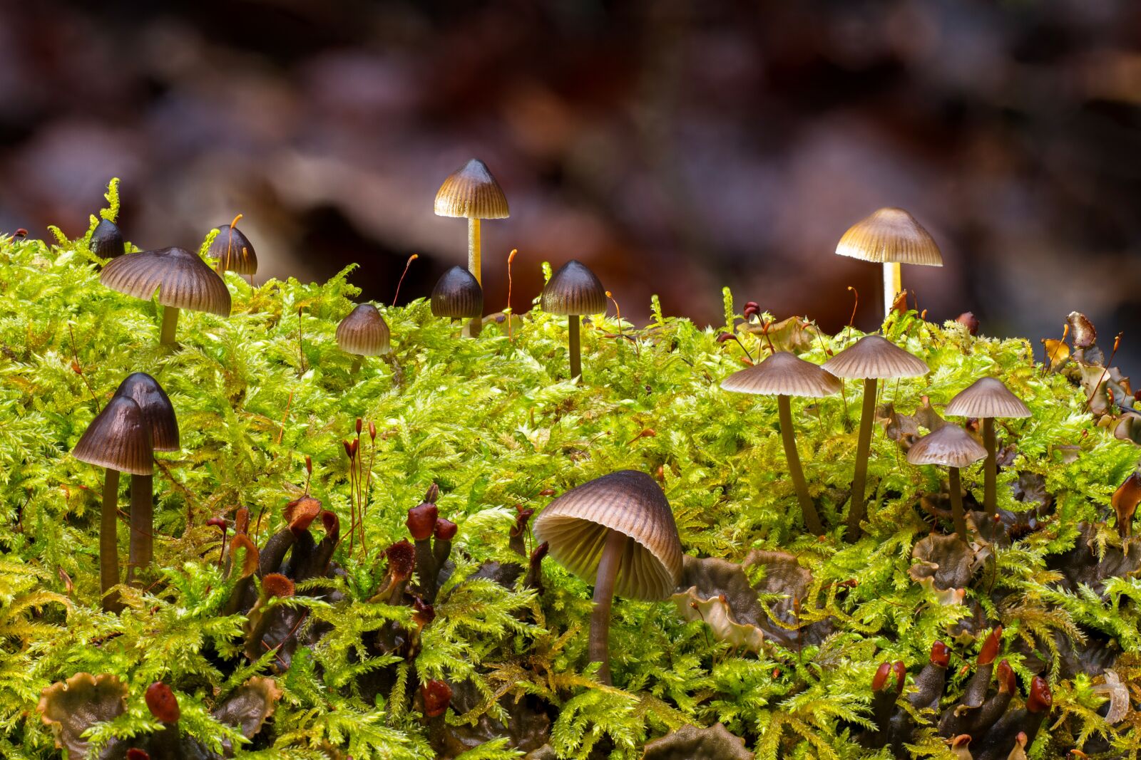 Canon EOS 7D sample photo. Mushroom, mushrooms, moss photography