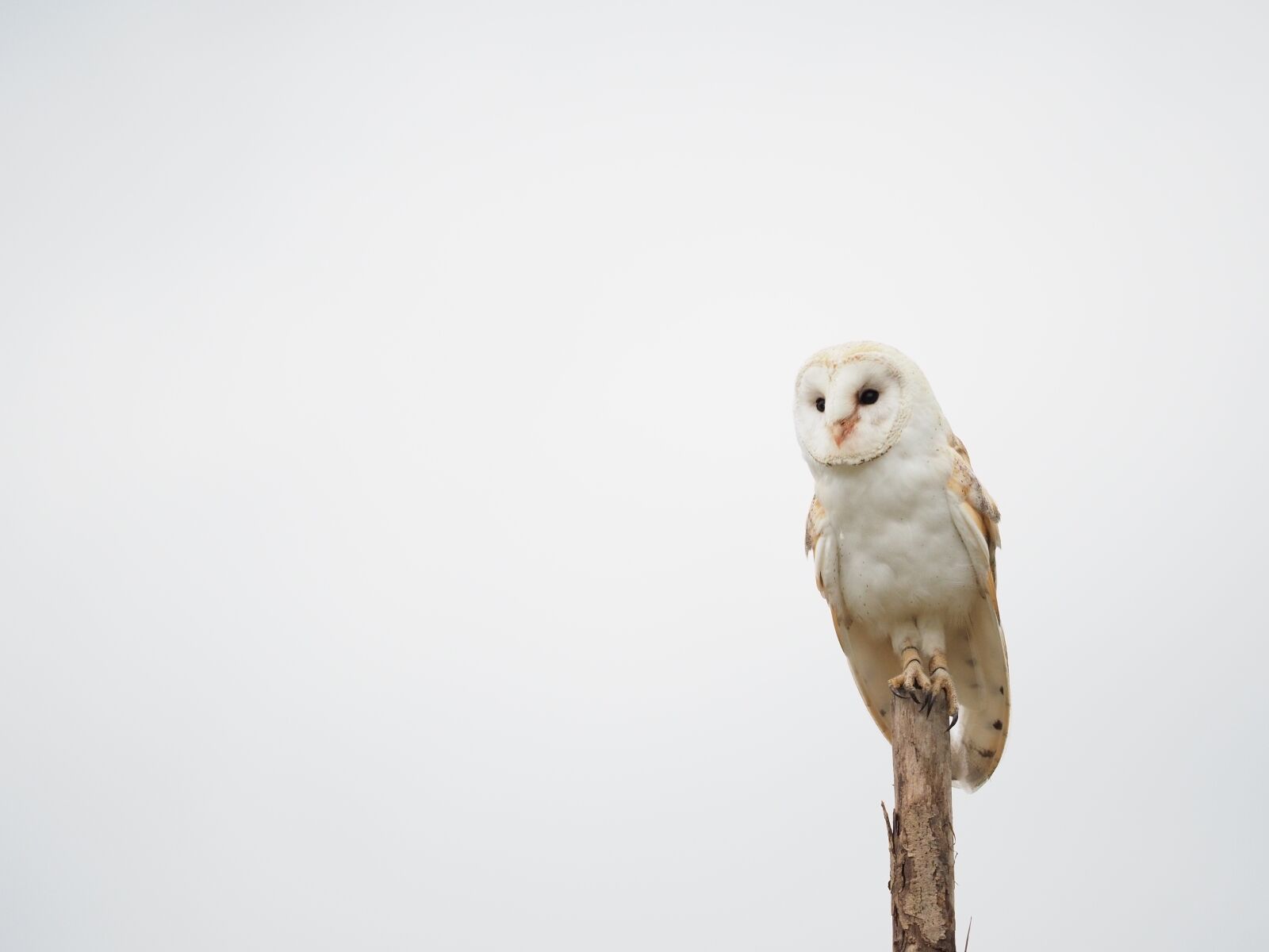 Olympus OM-D E-M1 Mark II + Olympus M.Zuiko Digital ED 40-150mm F2.8 Pro sample photo. Bird, animal, owl photography