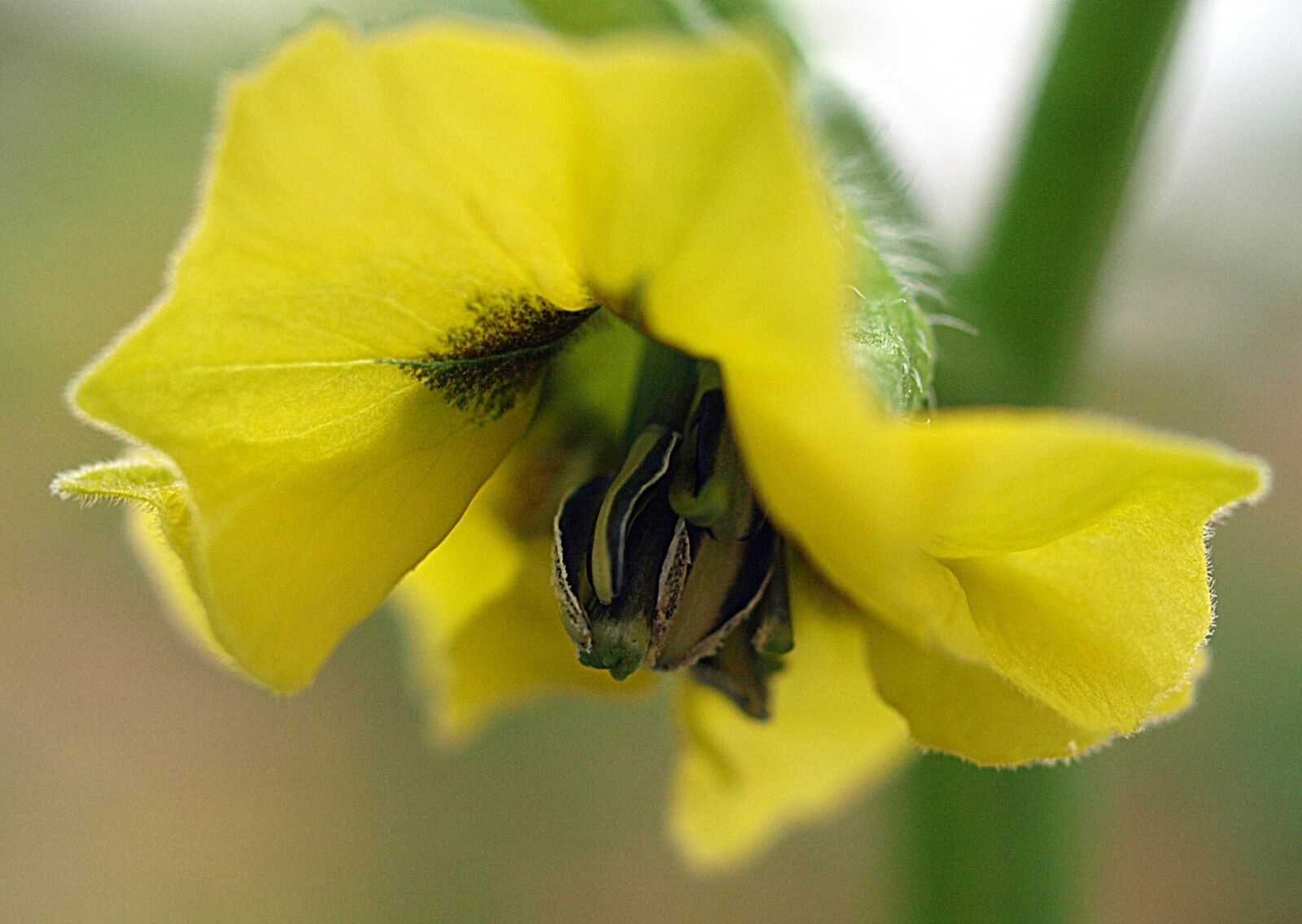 Olympus E-520 (EVOLT E-520) sample photo. Nature, flower, flora photography