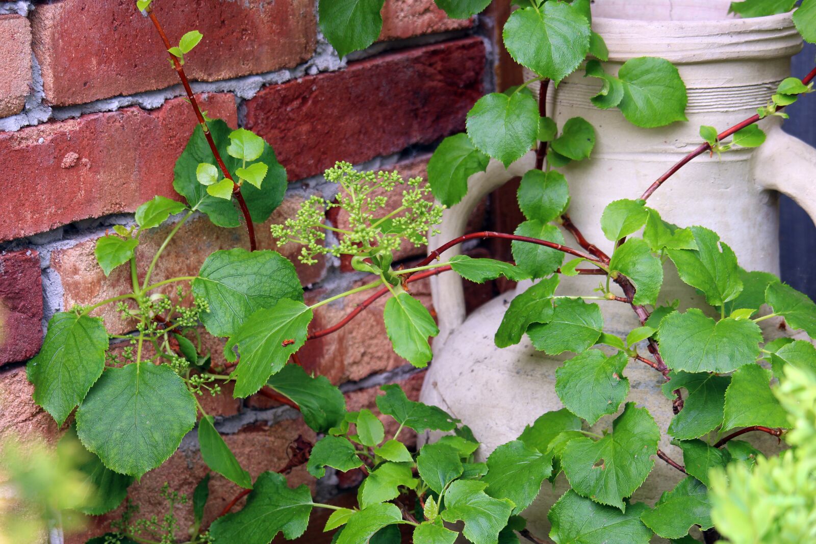 Canon EOS 700D (EOS Rebel T5i / EOS Kiss X7i) sample photo. Terracotta, krug, brick photography
