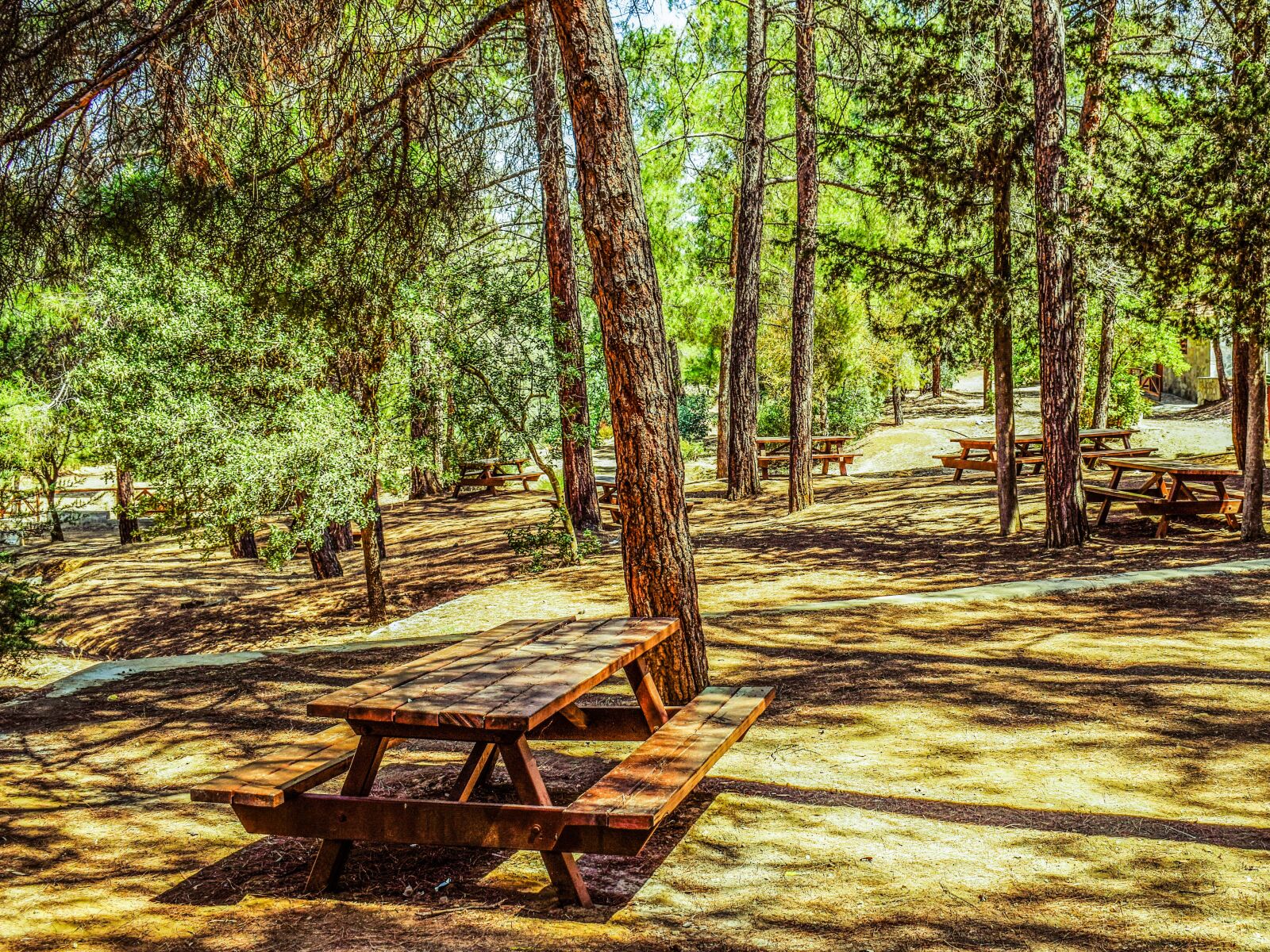 Nikon D3300 sample photo. Trees, forest, picnic site photography