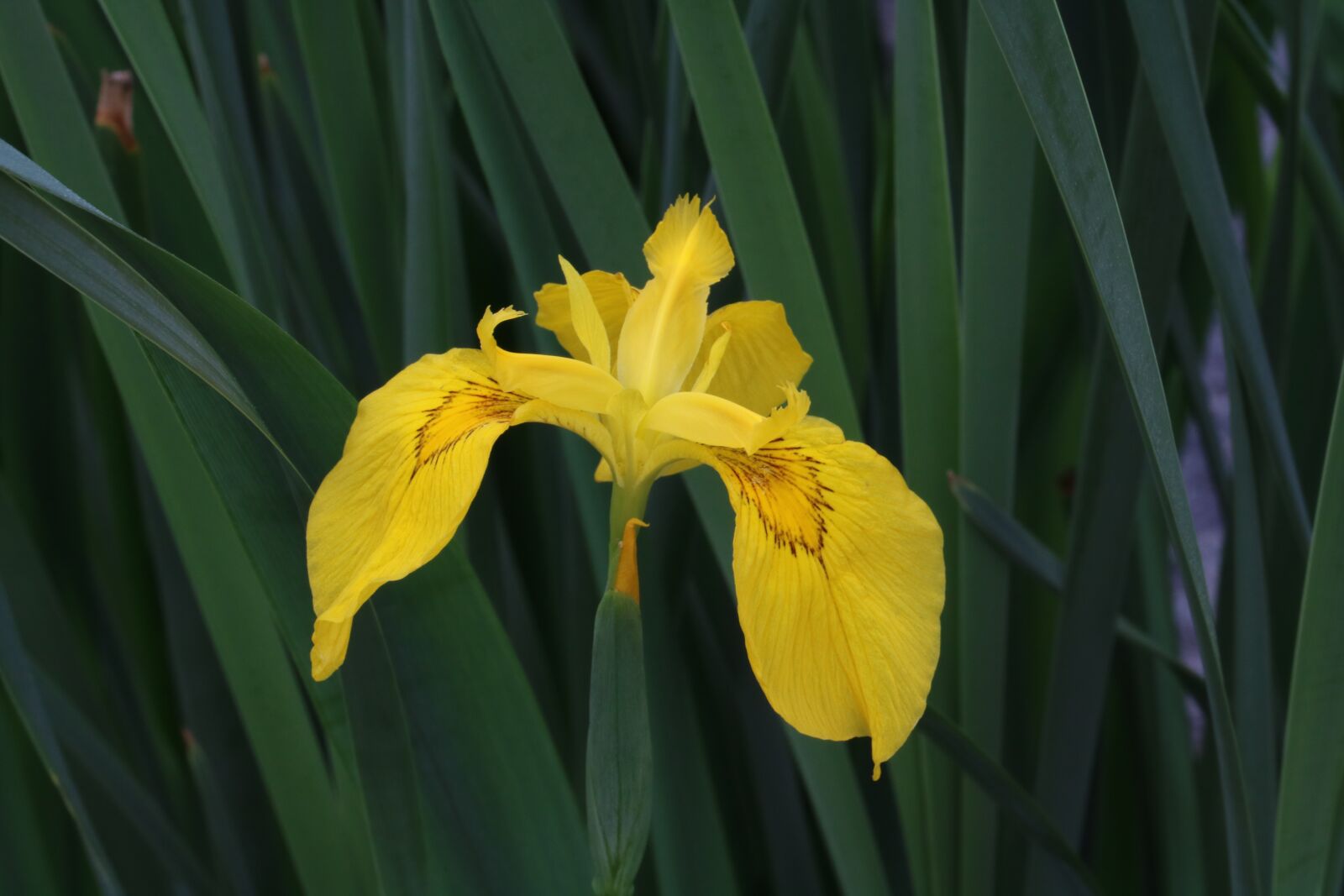 Canon EOS 750D (EOS Rebel T6i / EOS Kiss X8i) sample photo. Yellow, aquatic plants, leaf photography