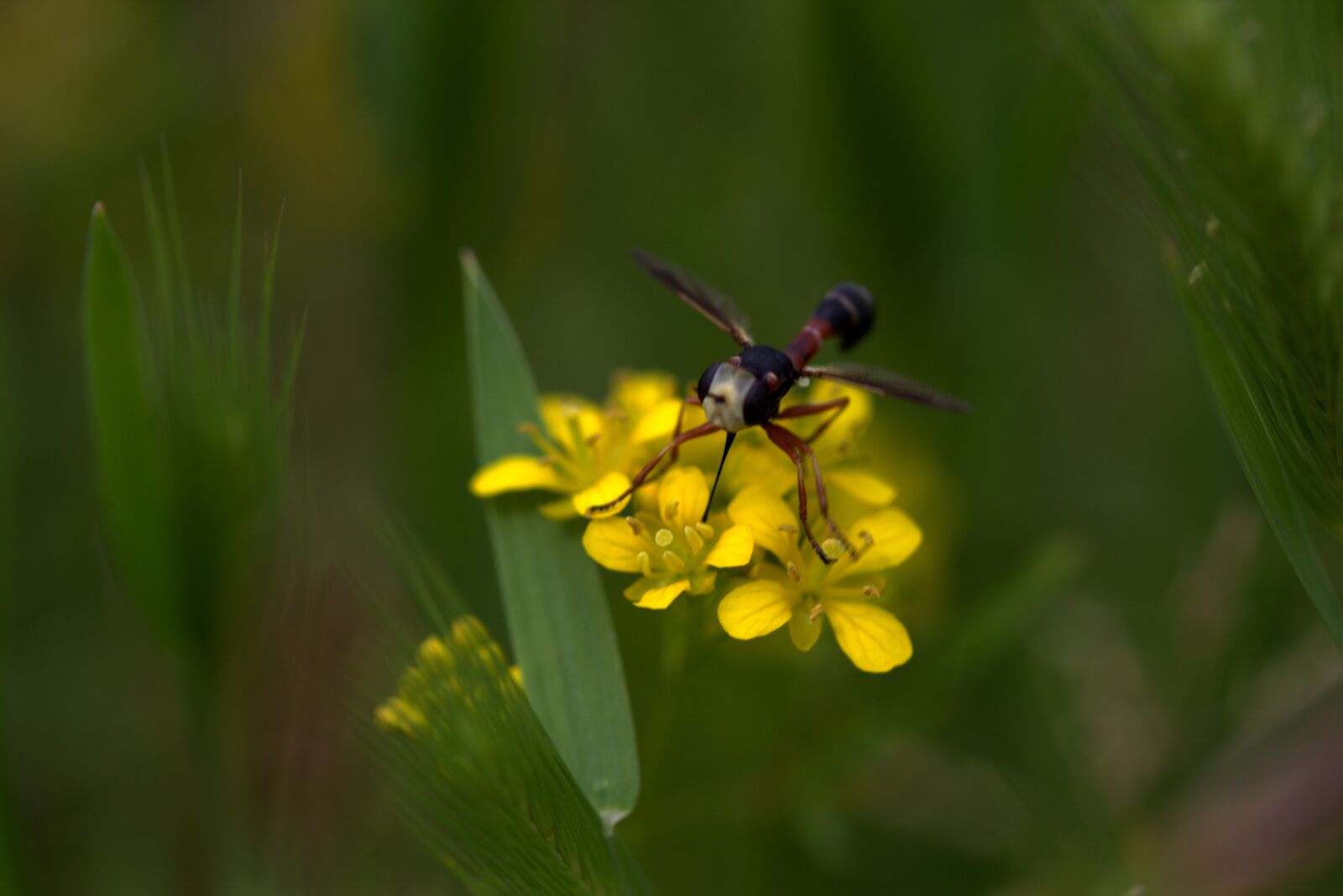 Canon EF-S 60mm F2.8 Macro USM sample photo. Wasp, flower, yellow photography