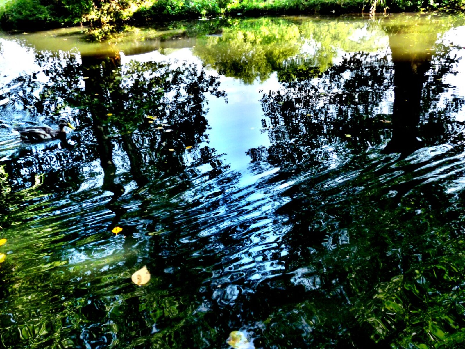 Panasonic Lumix DMC-FZ28 sample photo. Trees, water, light photography