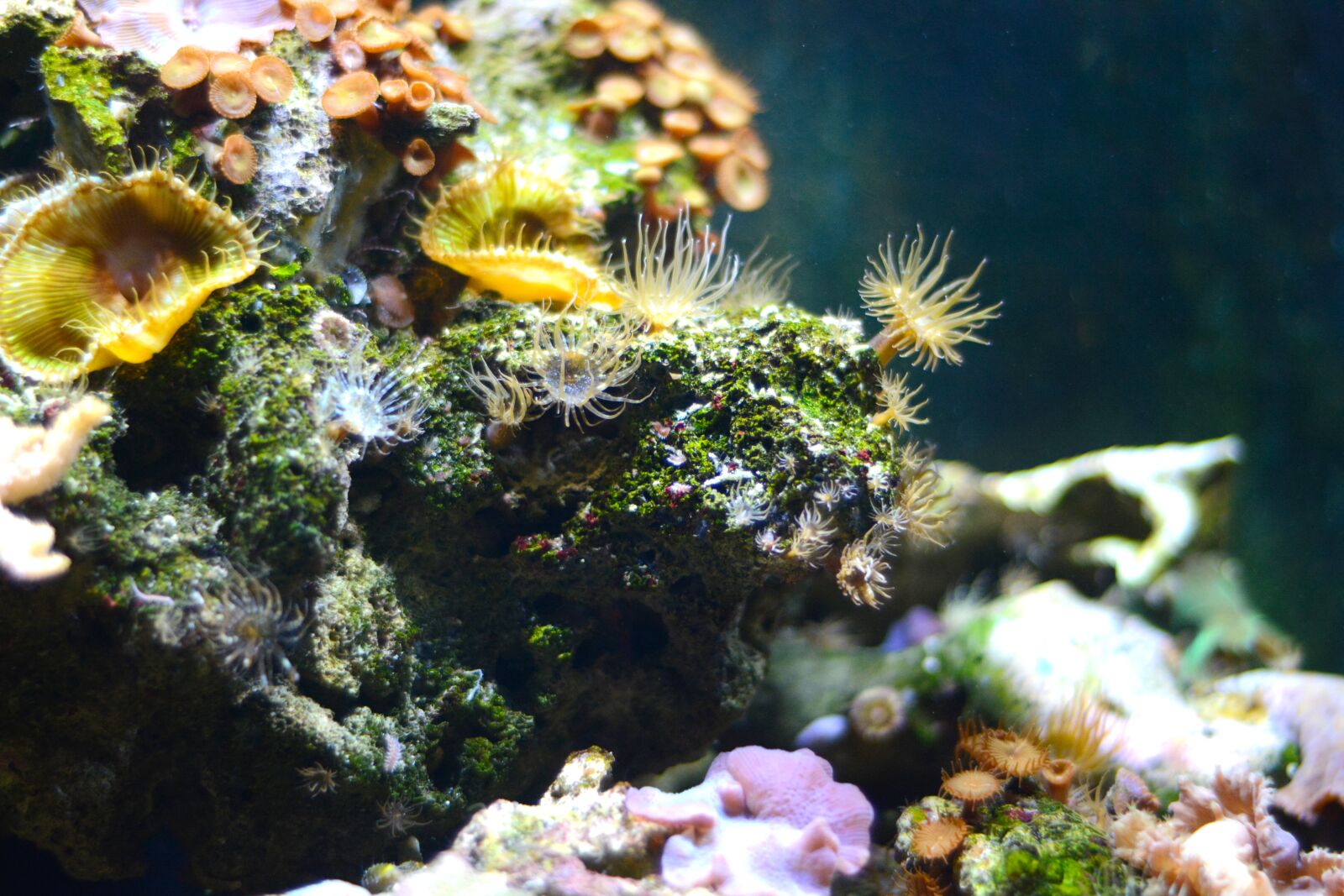 Nikon D7100 sample photo. Coral, sea, underwater photography
