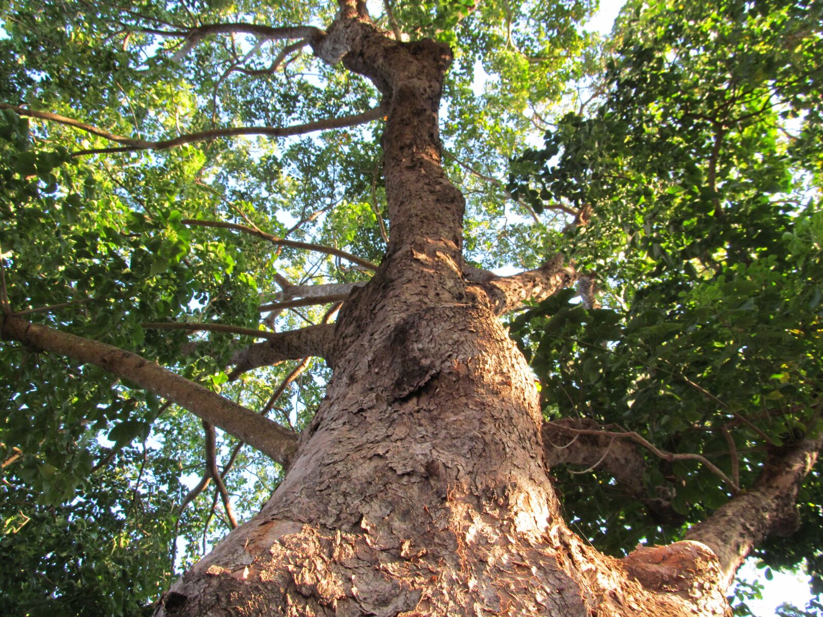 Canon PowerShot SX150 IS sample photo. Tree trunk, nature, forest photography