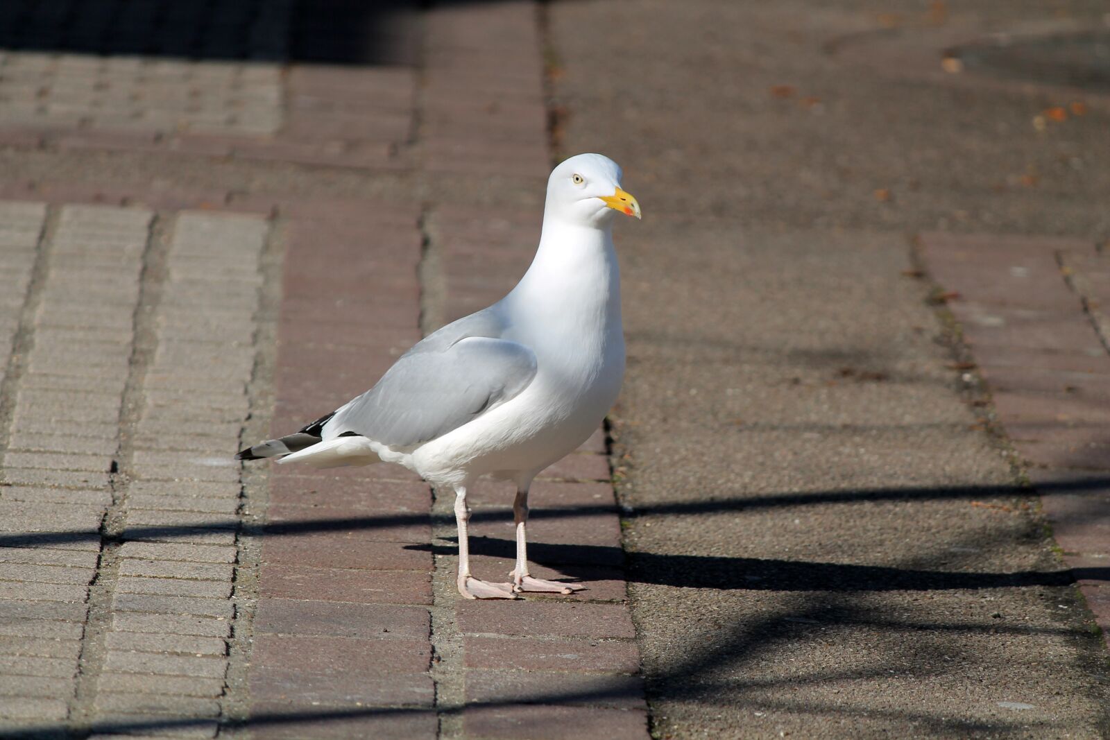 Canon EOS 1100D (EOS Rebel T3 / EOS Kiss X50) sample photo. Seagull, goëland, bird photography