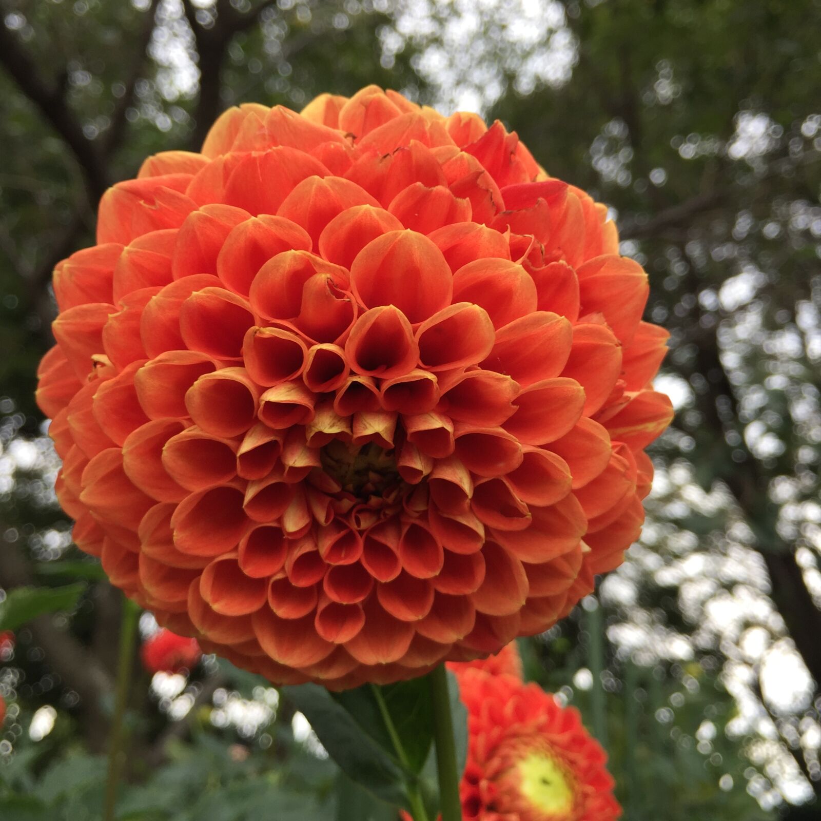 Apple iPhone 6 sample photo. Orange, dahlia, pink photography