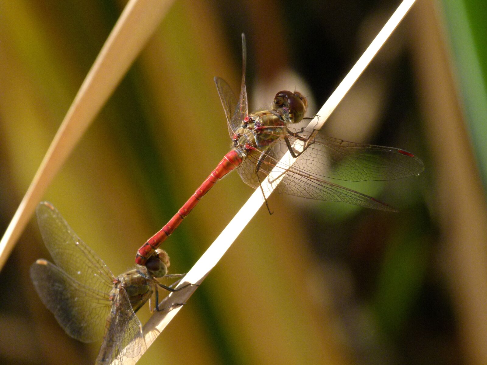 Leica V-Lux 2 sample photo. Dragonfly, red dragonfly, dragonflies photography